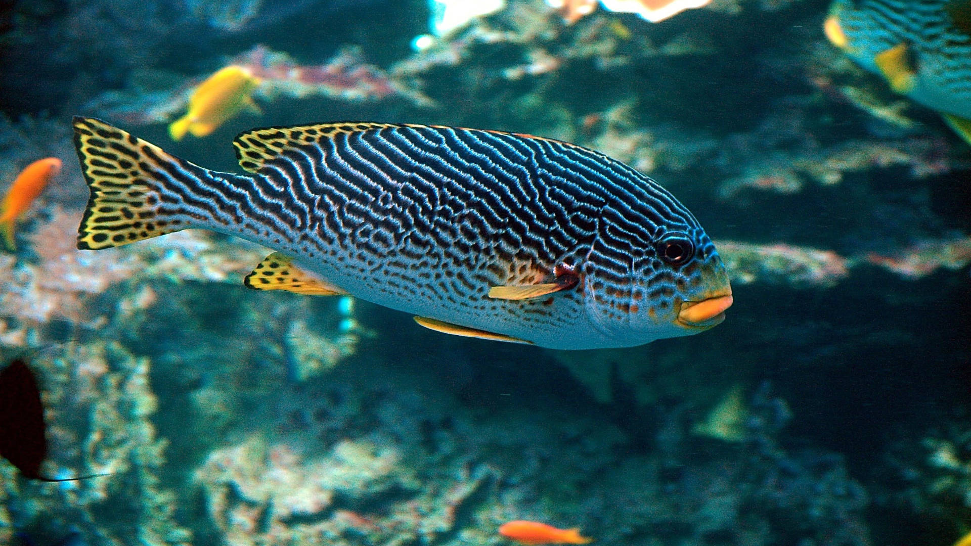 yellowbanded sweetlips, blue and yellow striped, coral reef, Full HD Desktop Wallpaper
