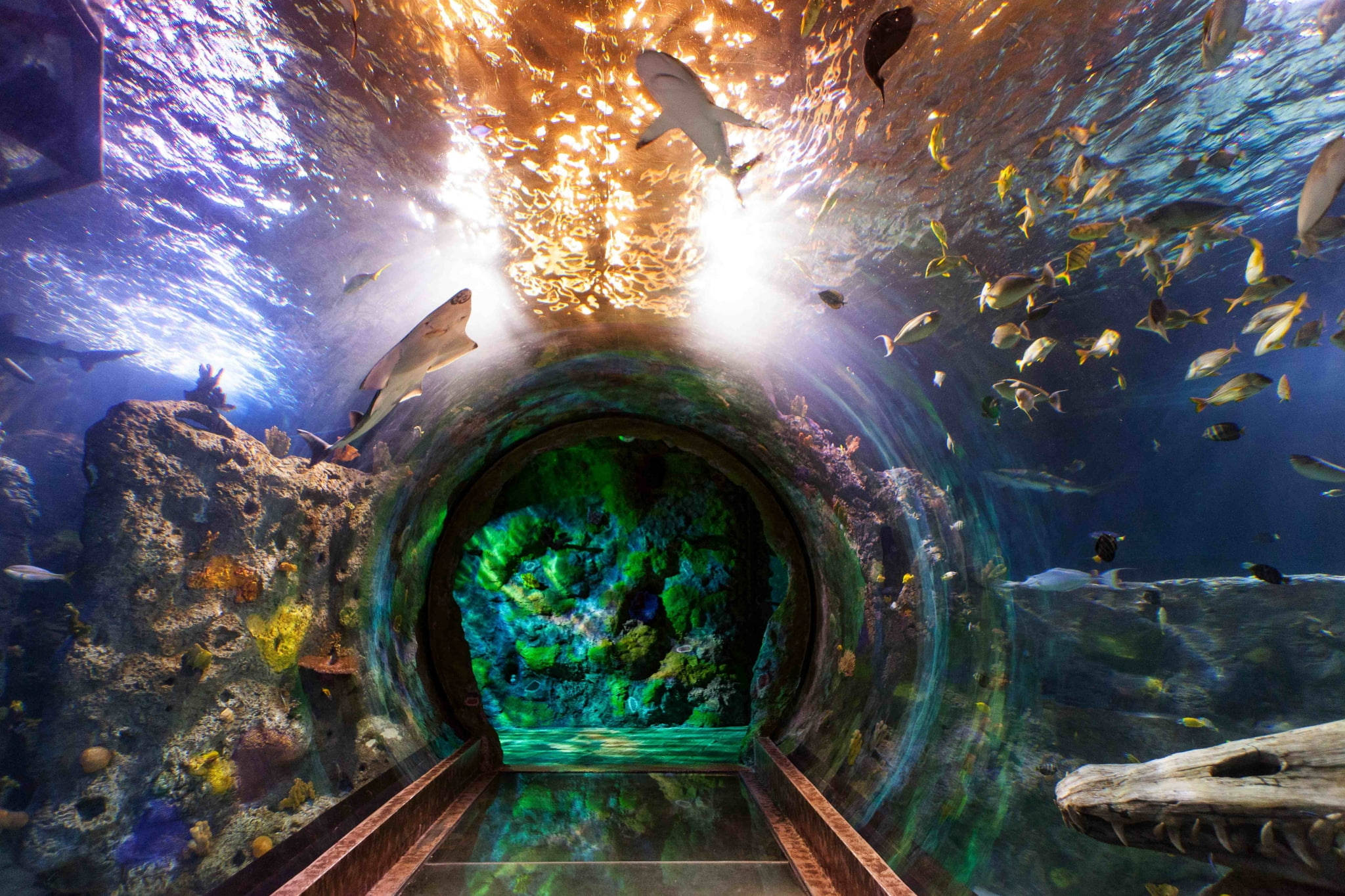 Enchanting Big Aquarium, underwater tunnel aquarium, sharks, Full HD Desktop Wallpaper