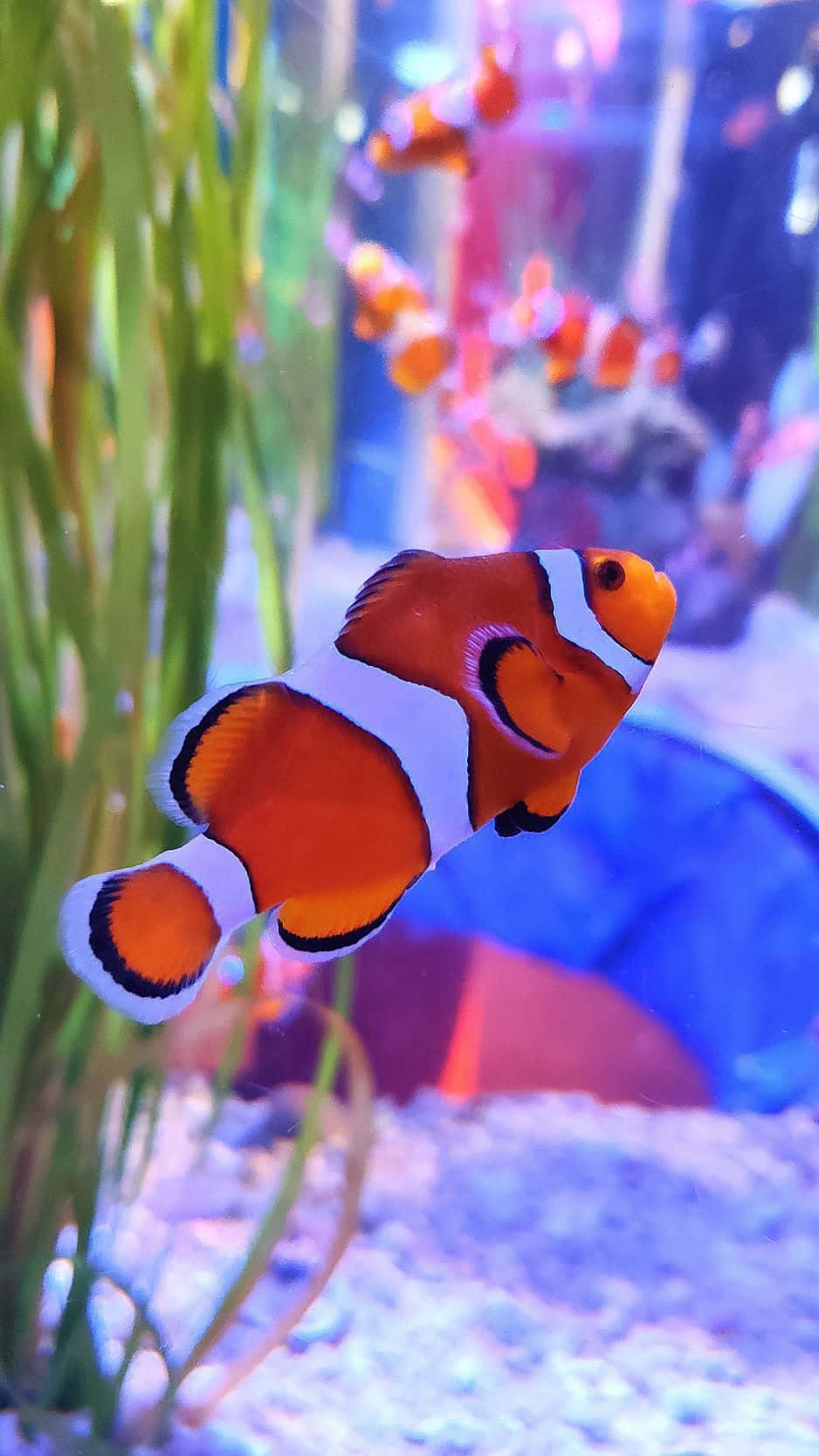 clown fish, orange, white stripes, HD Phone Wallpaper