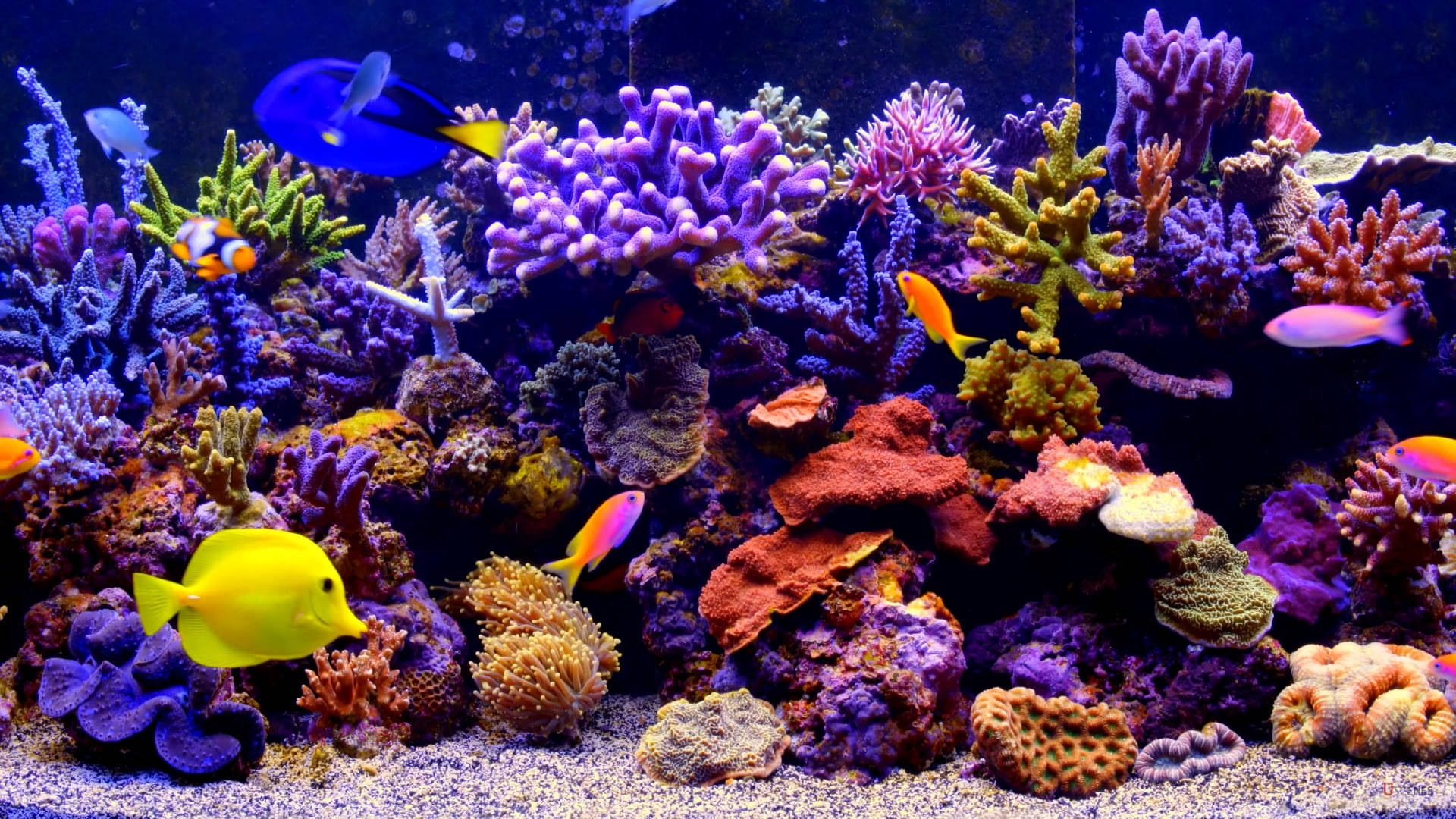 vibrant coral reef, tropical fish, purple coral, Full HD Desktop Wallpaper