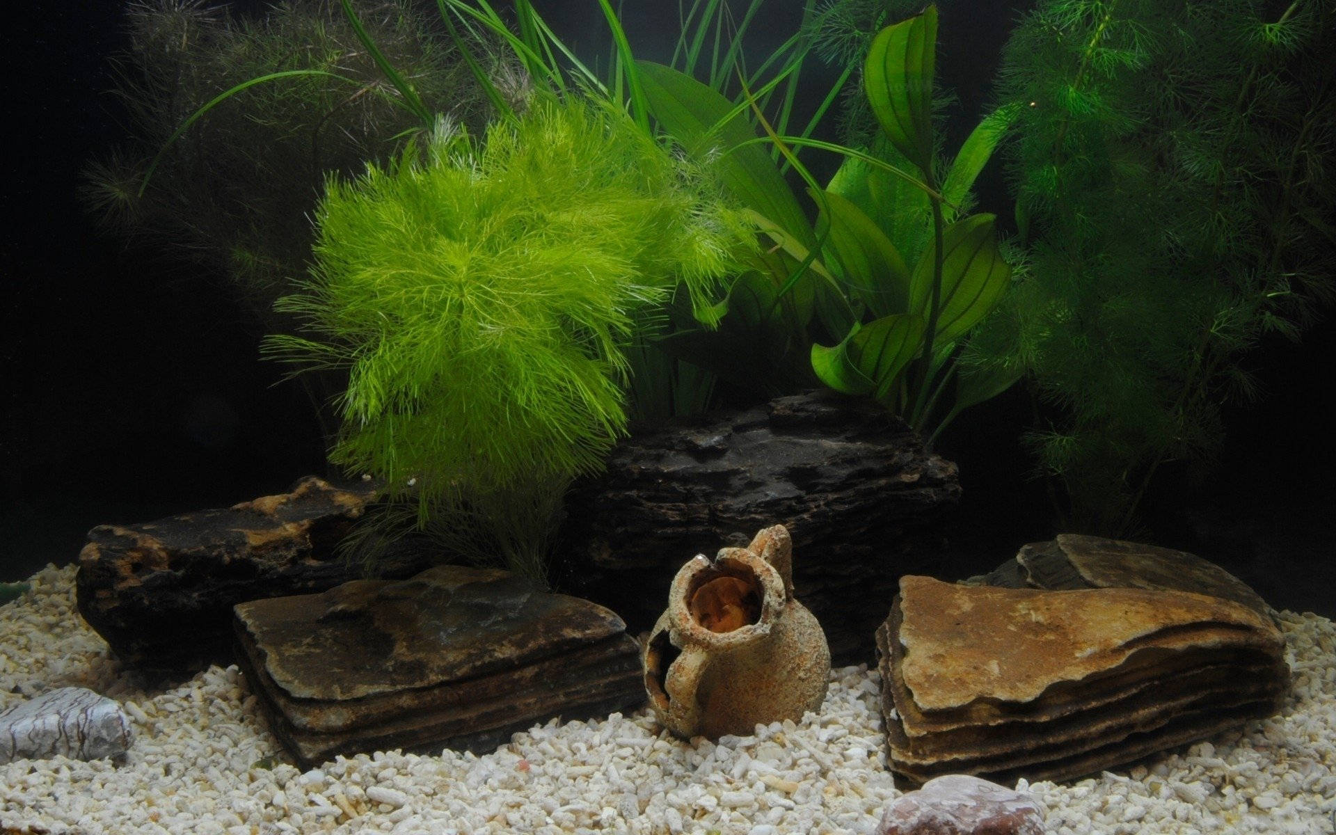 aquarium, stone decorations, vibrant green aquatic plants, Full HD Desktop Wallpaper