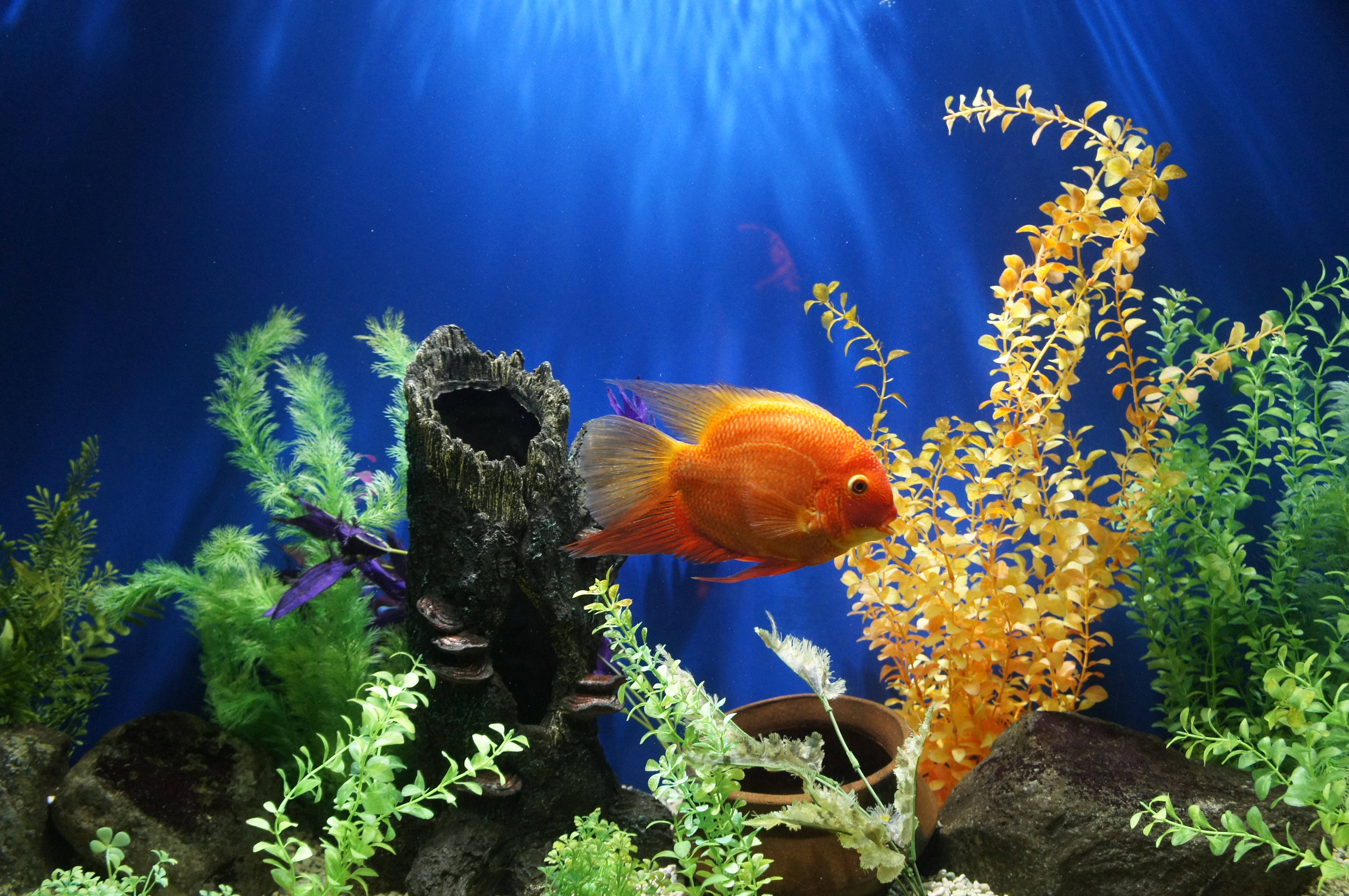 vibrant goldfish, orange fish, lush green and yellow aquatic plants, 4K Desktop Wallpaper