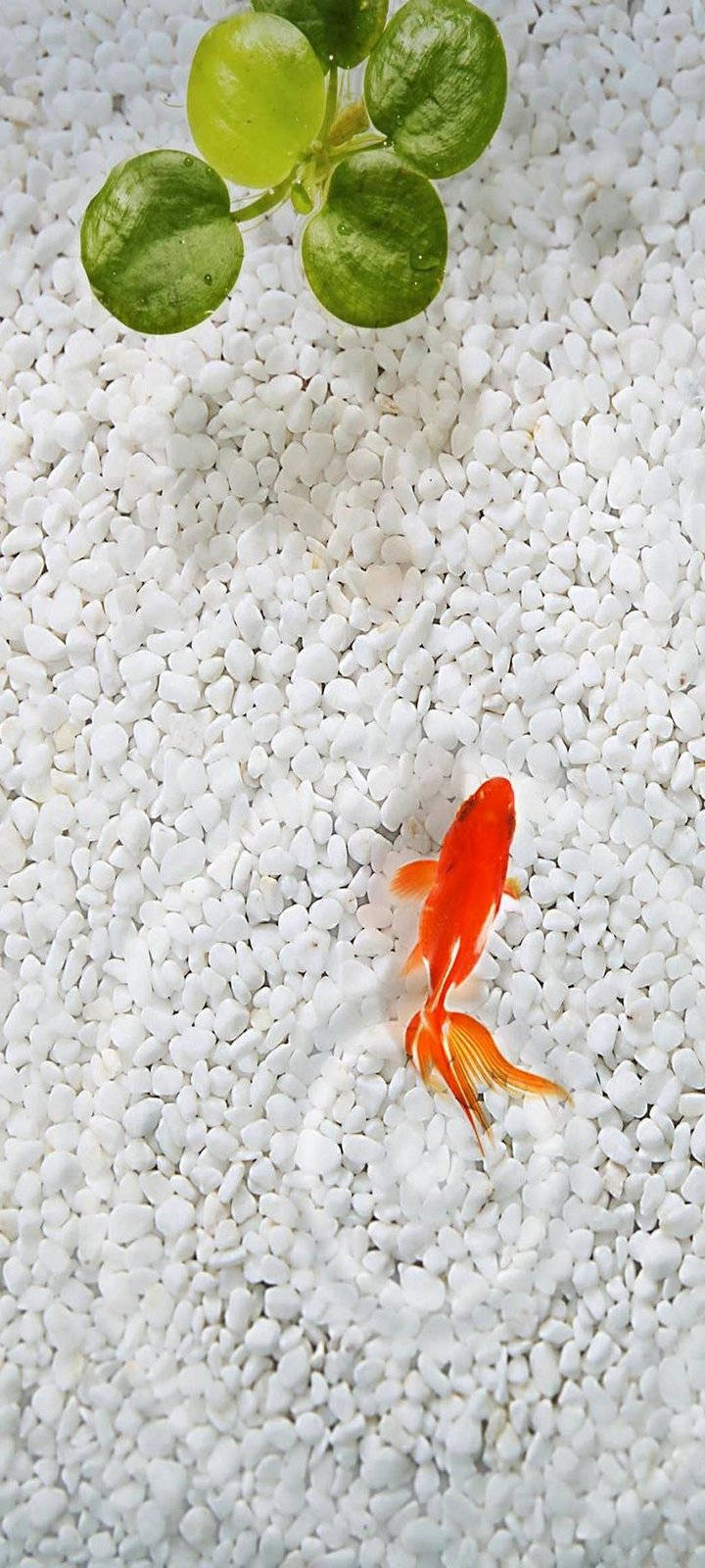 Vivo Y20, Bright Aquarium, orange goldfish, HD Phone Wallpaper