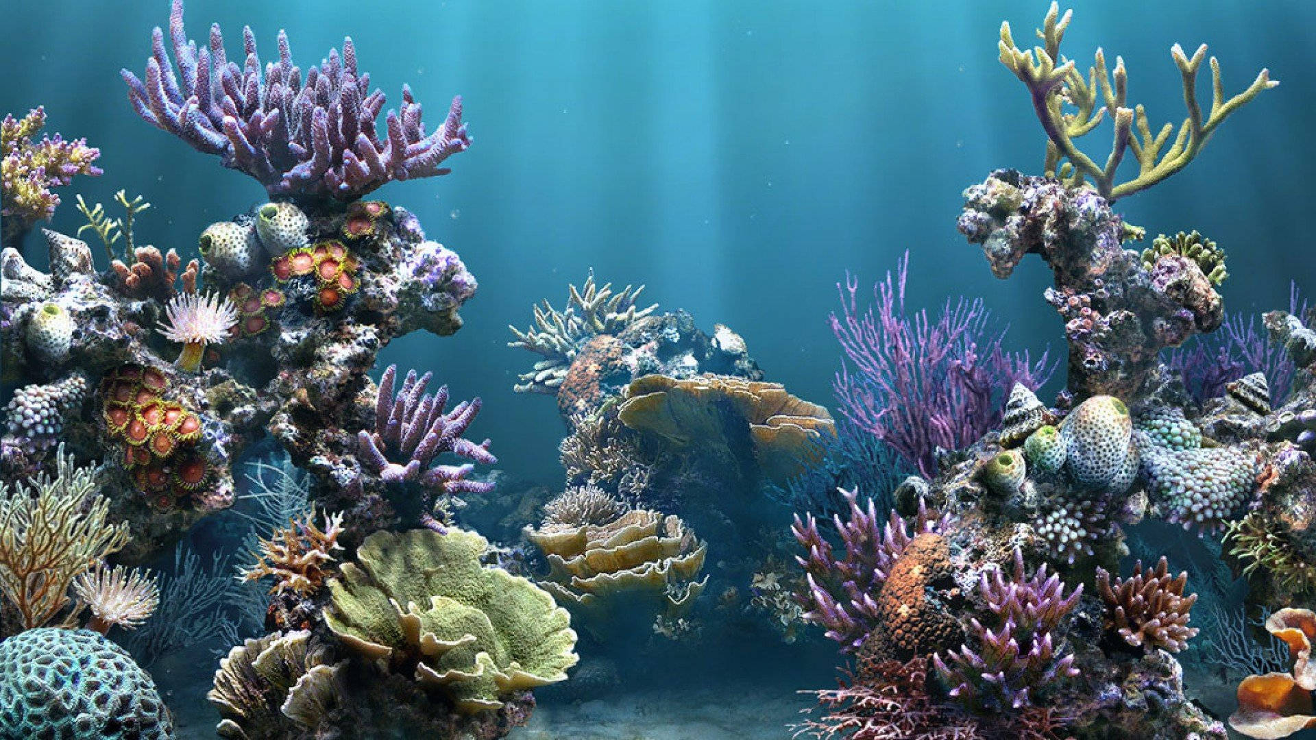 rich aquarium, marine life, vibrant coral reef, Full HD Desktop Wallpaper