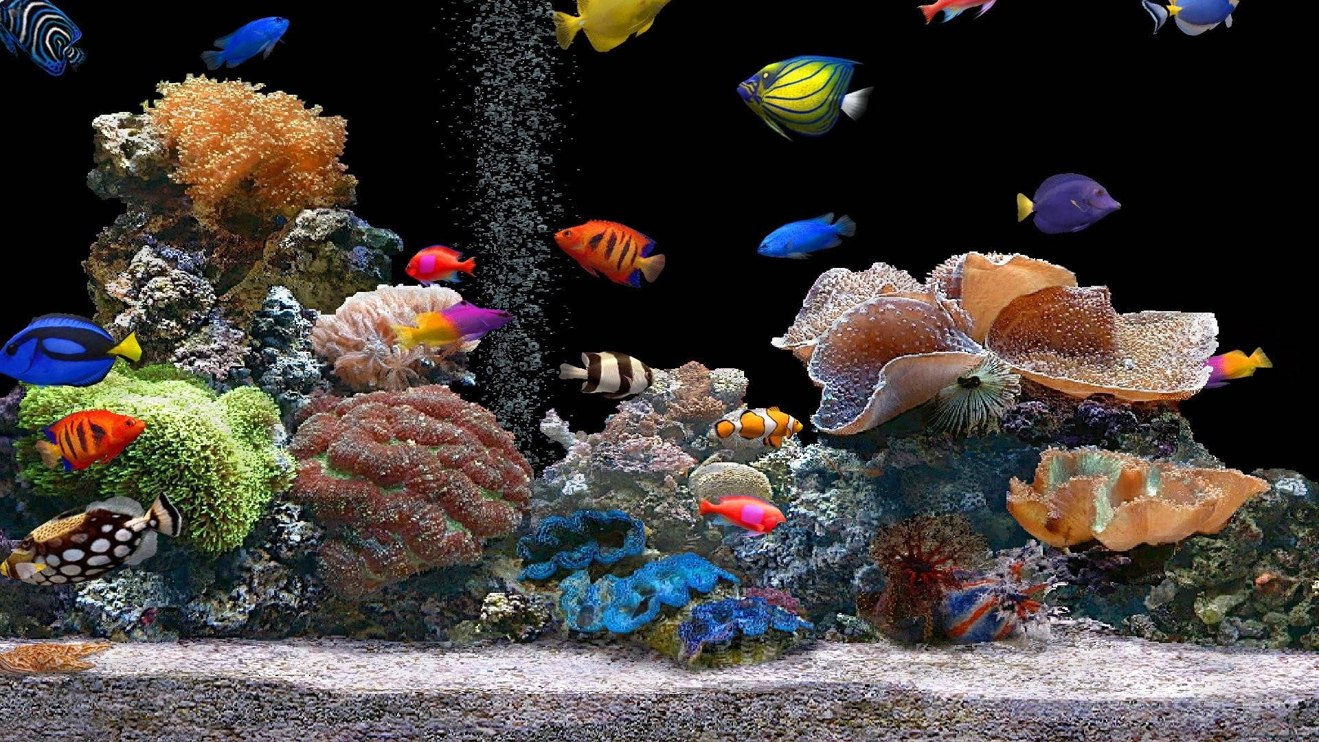 tropical fish, colorful coral reefs, anemones, Full HD Desktop Wallpaper