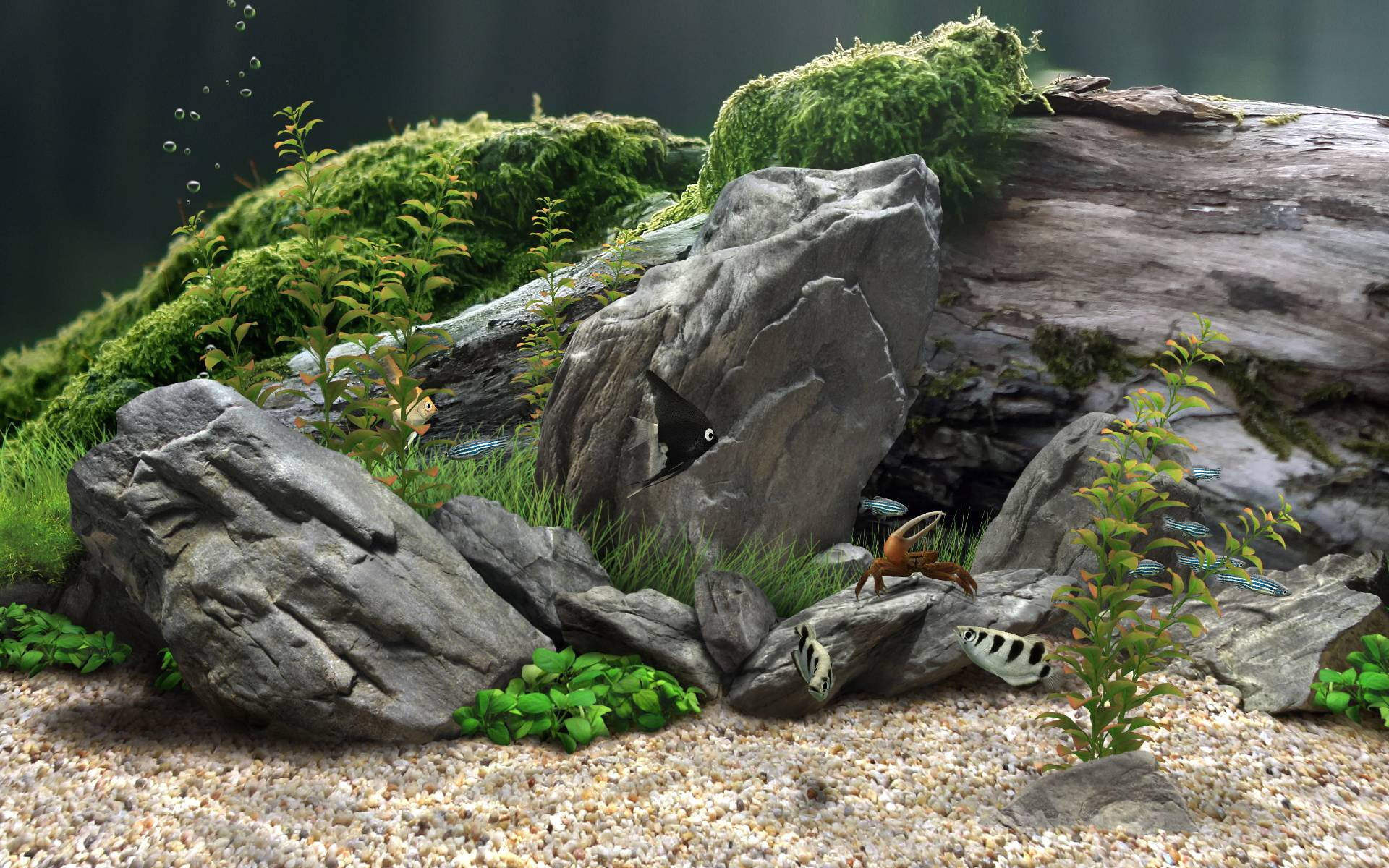 aquarium, mossy rocks, aquatic plants, Full HD Desktop Wallpaper