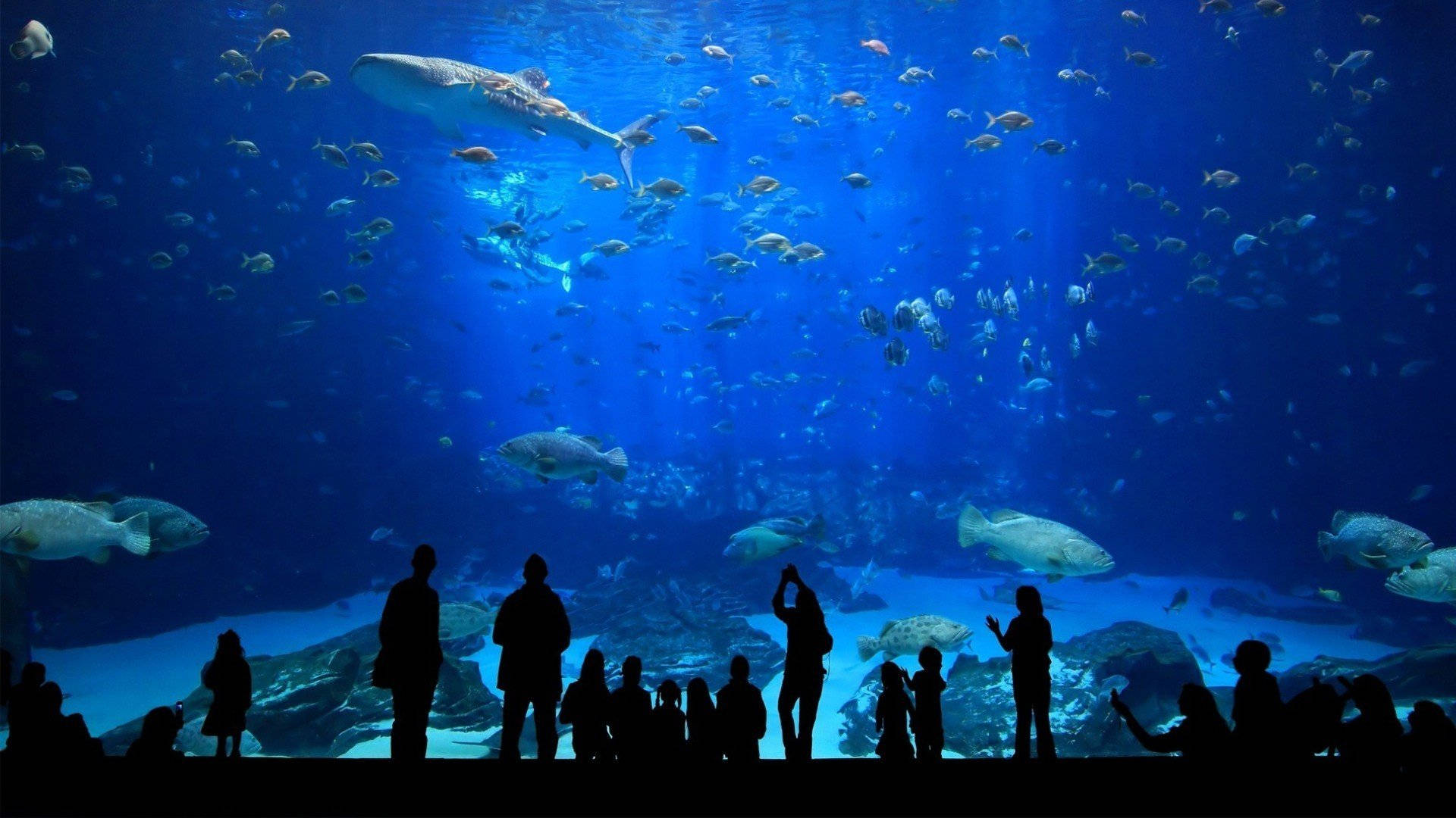 gigantic museum aquarium, sharks, colorful fish, Full HD Desktop Wallpaper