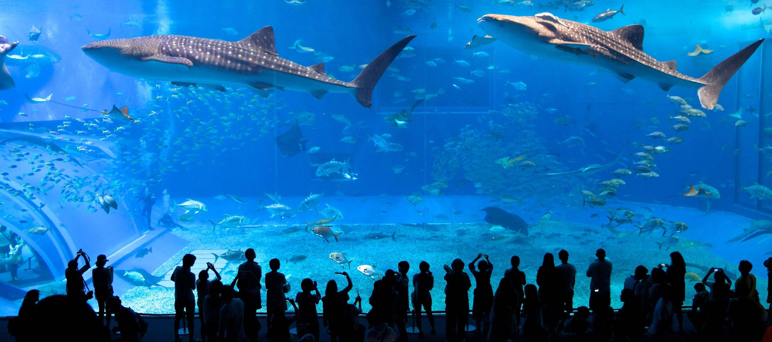 whale sharks, schools of fish, vast blue aquarium tank, 2K Desktop Wallpaper
