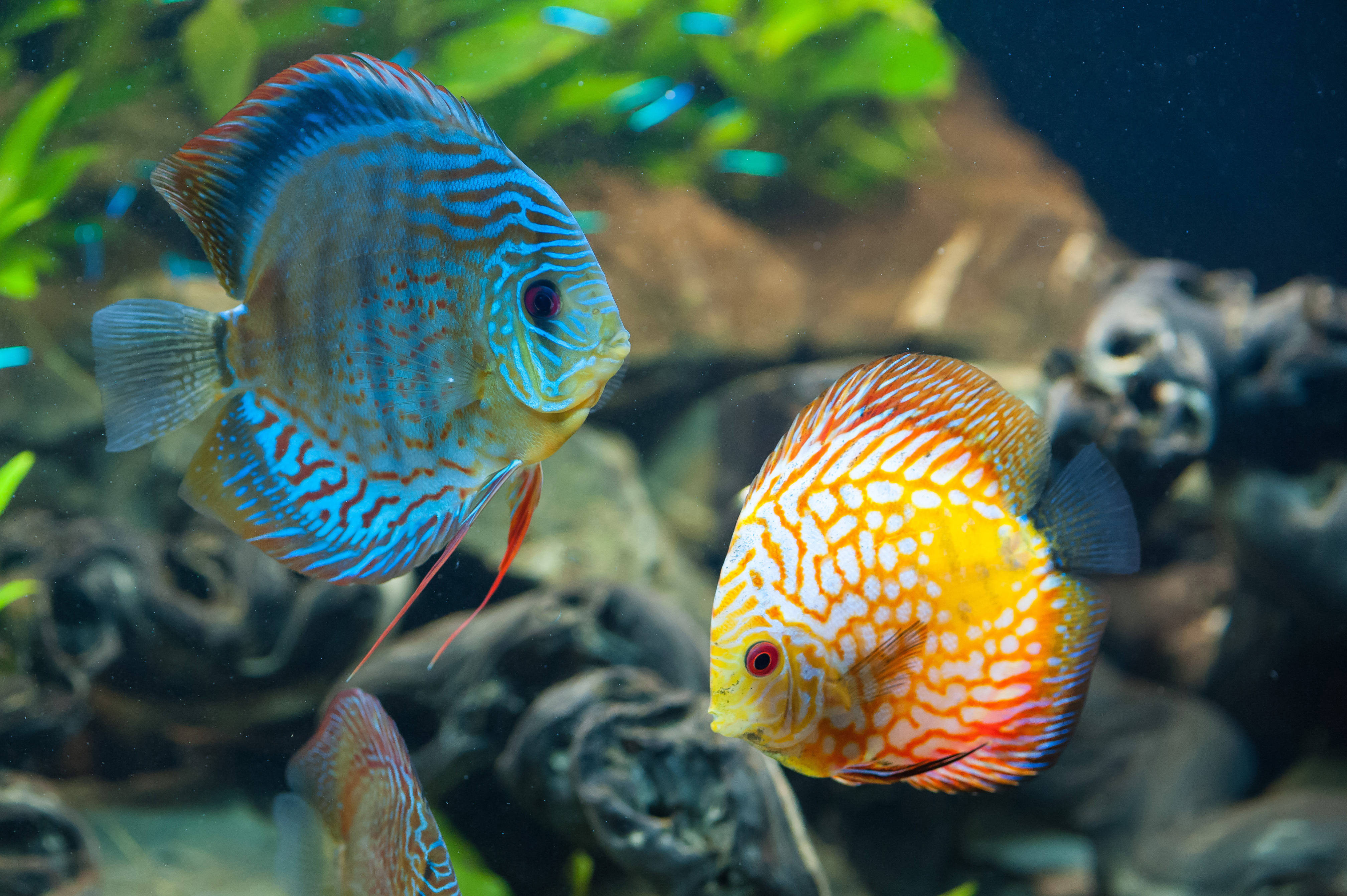 discus, 4K Ultra HD, aquarium, 4K Desktop Wallpaper