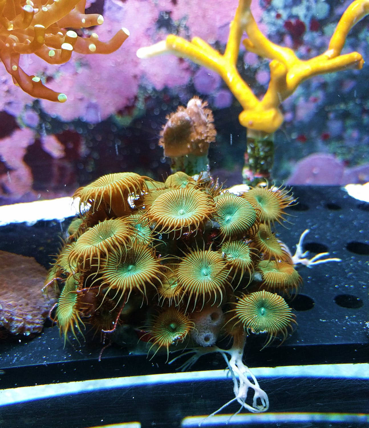 aquarium coral, vibrant green, orange sea anemones, HD Phone Wallpaper