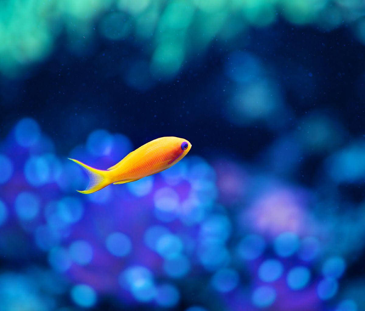Galaxy Tablet, vibrant orange fish, deep blue water, SD Desktop Wallpaper