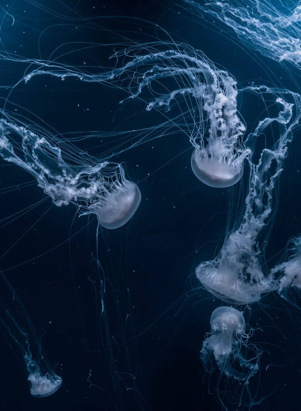 jellyfishes aesthetic, iPhone 11, glowing translucent jellyfish, HD Phone Wallpaper