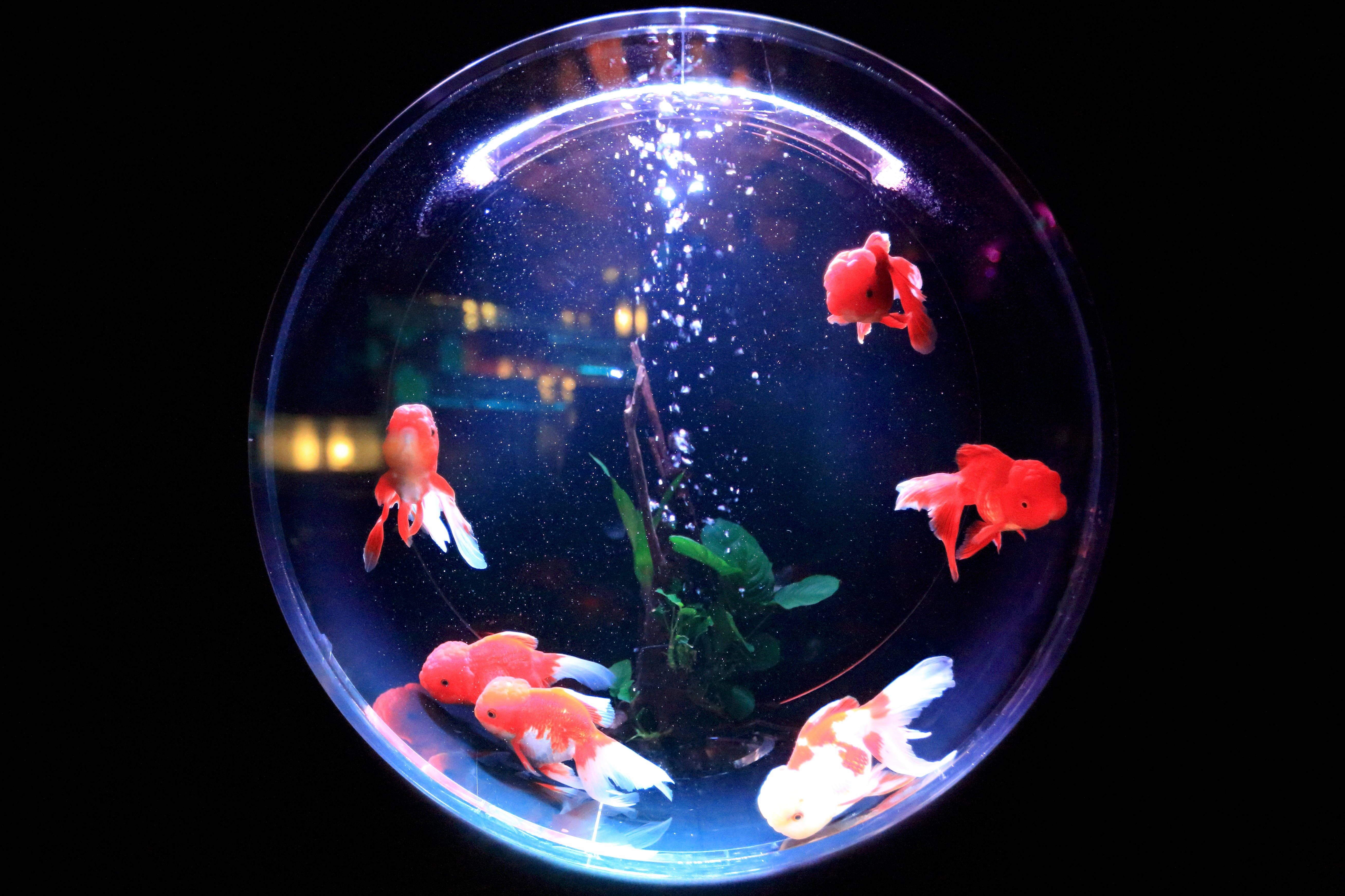 spherical aquarium, glowing red and white goldfish, dark background, 5K Desktop Wallpaper