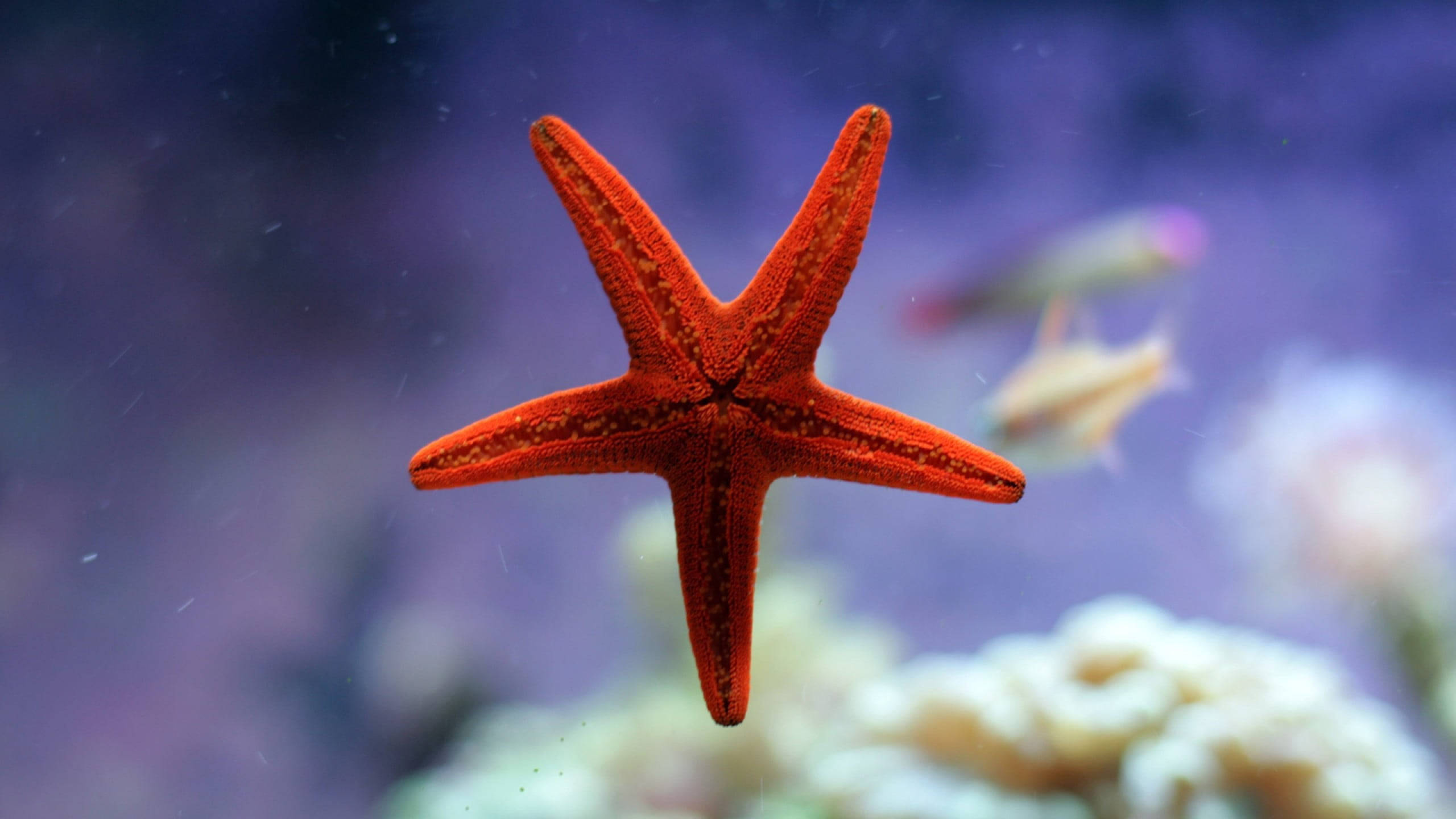 lone starfish, aquarium, vibrant orange, 2K Desktop Wallpaper
