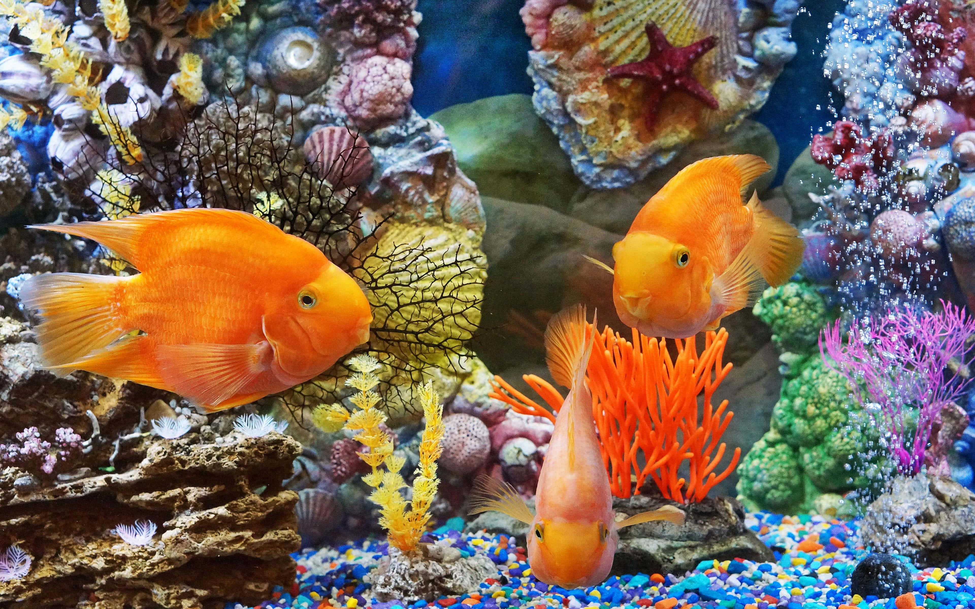 fish, corals, aquarium, 4K Desktop Wallpaper