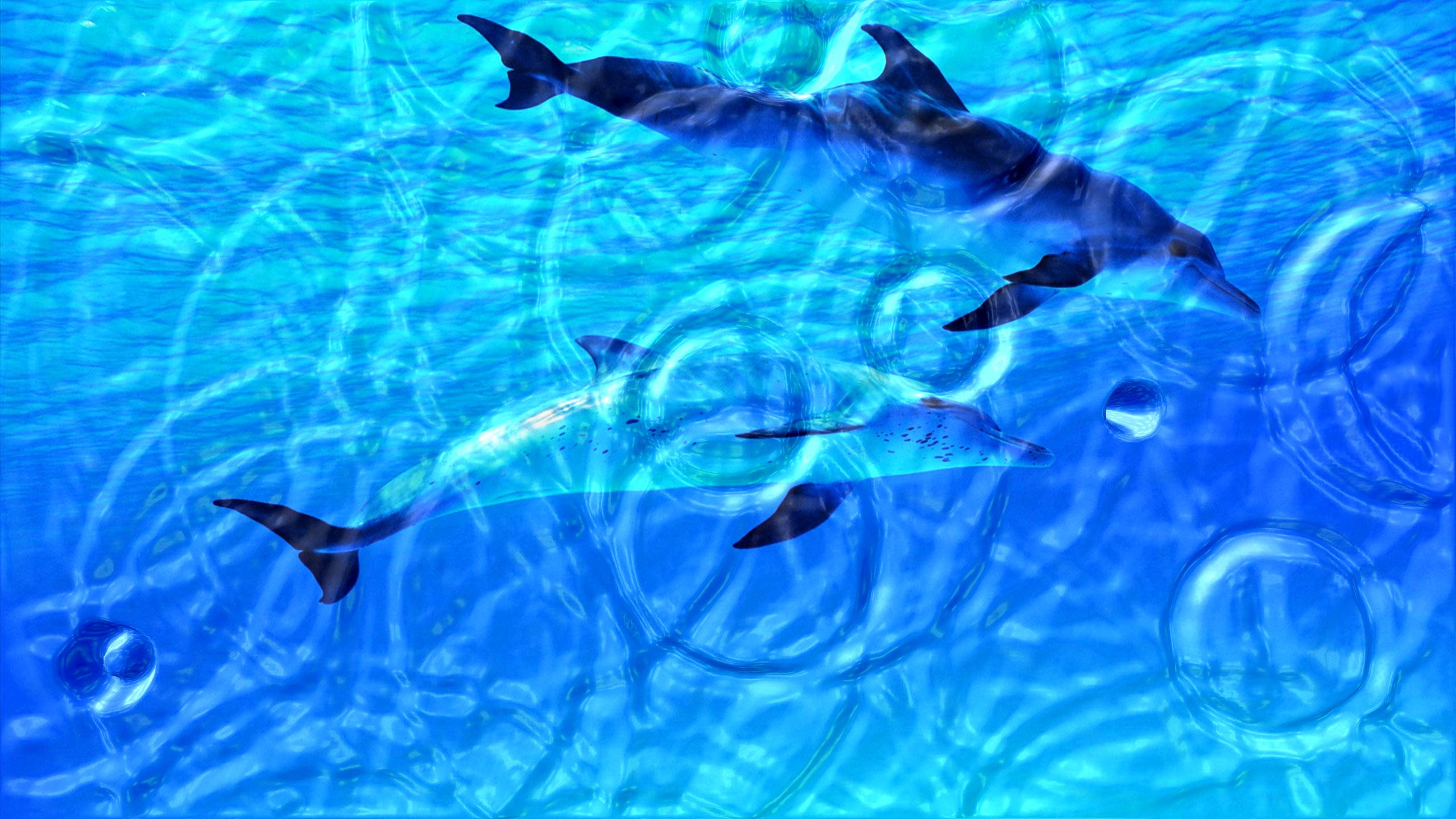 dolphin, aquarium, vibrant blue water, 2K Desktop Wallpaper