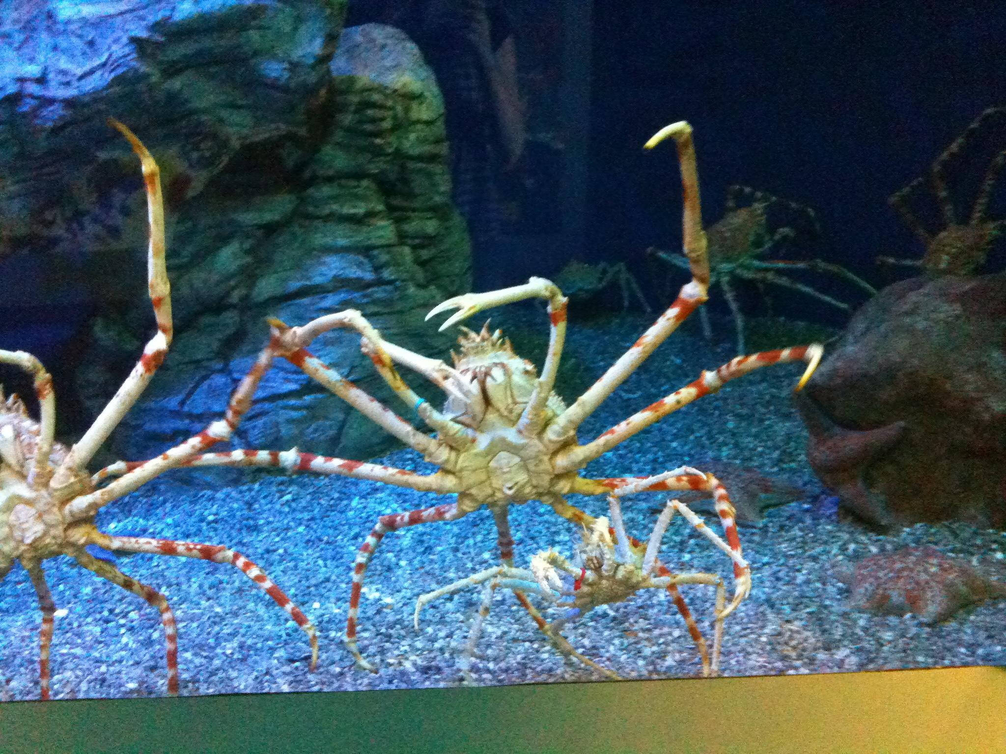 king crab, gravel ocean floor, rocky formations, Full HD Desktop Wallpaper