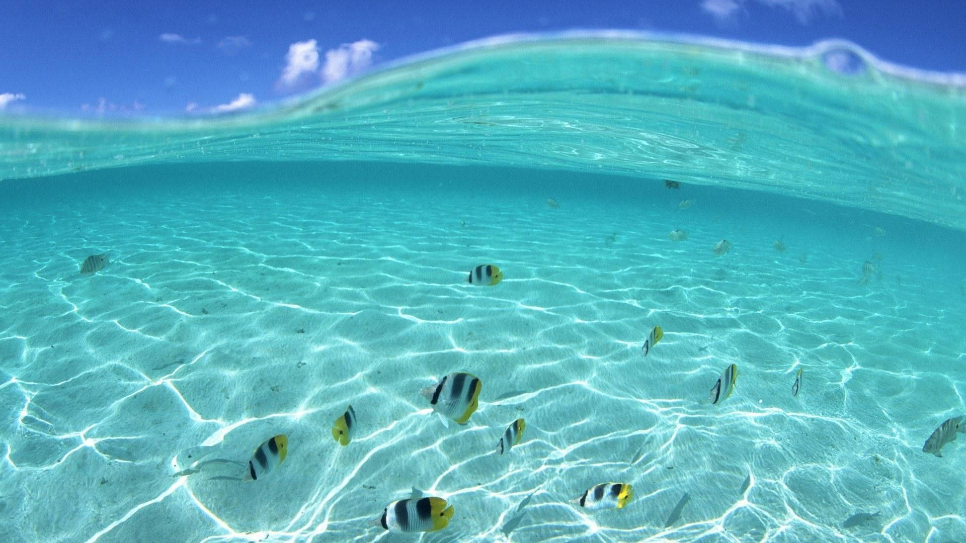 turquoise ocean, sunlight patterns, colorful fish, Full HD Desktop Wallpaper