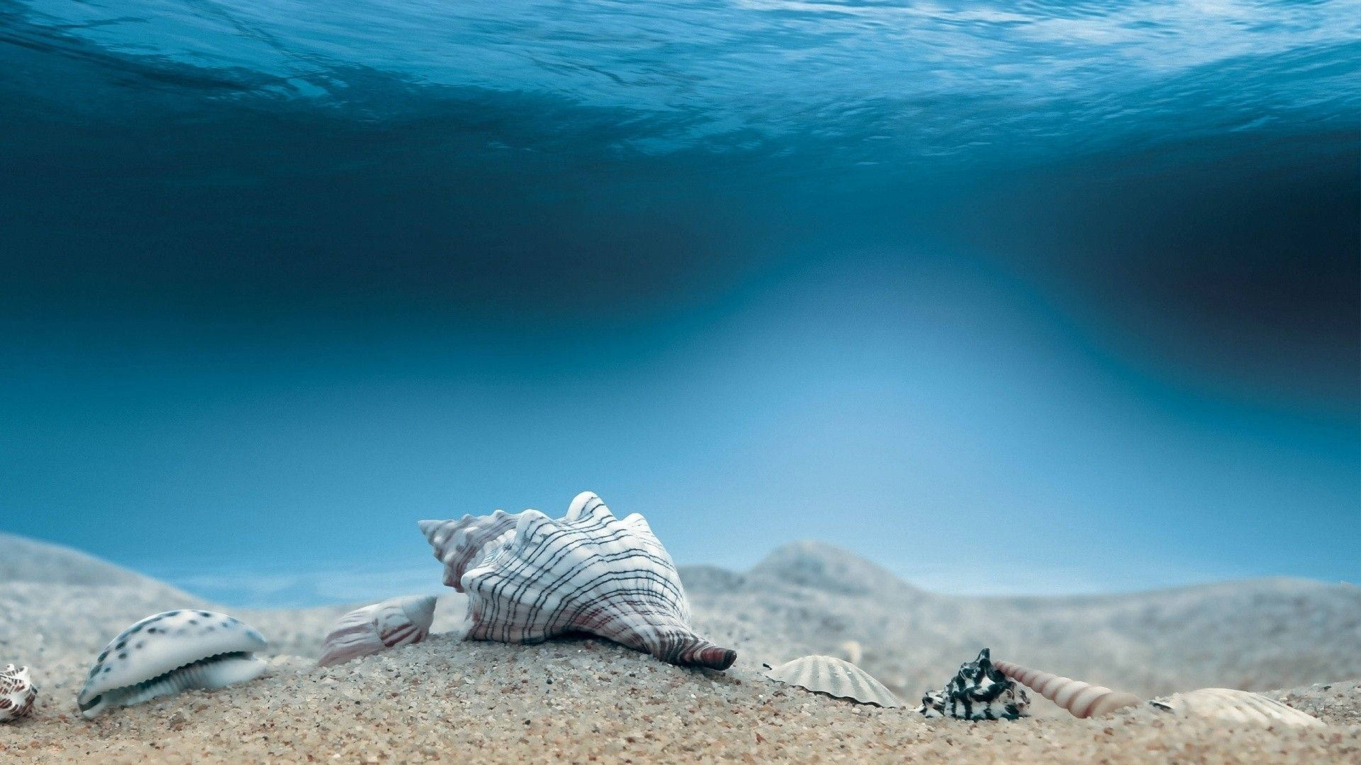 white aquatic sea shells, ocean shore, underwater view, Full HD Desktop Wallpaper