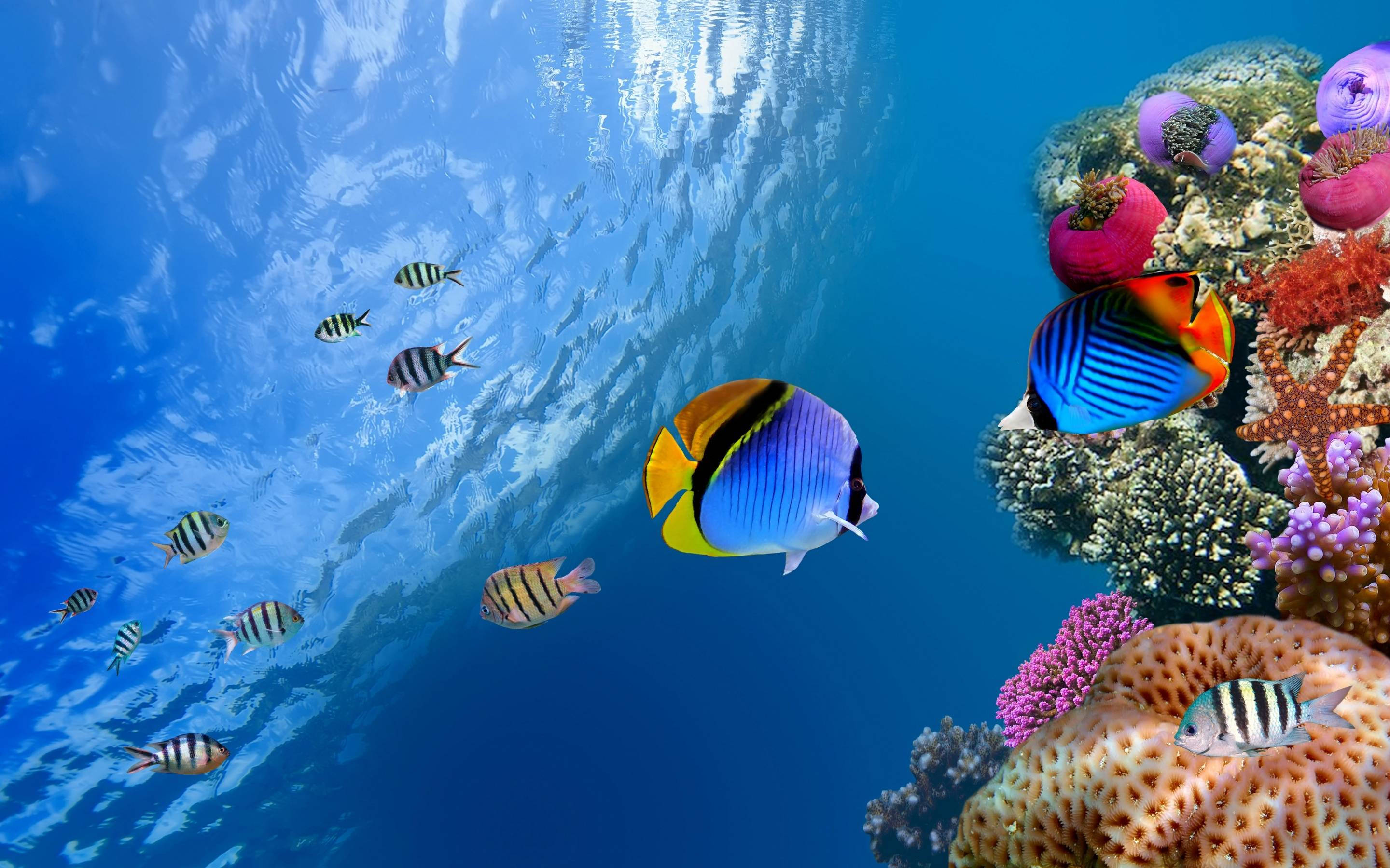 tropical fish, coral reefs, blue ocean waters, 2K Desktop Wallpaper