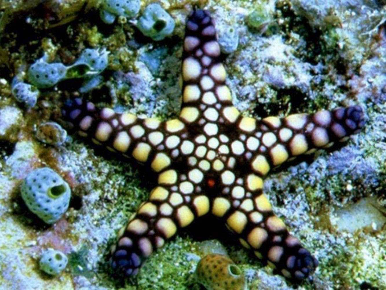 yellow starfish, purple starfish, colorful coral reef, HD Desktop Wallpaper
