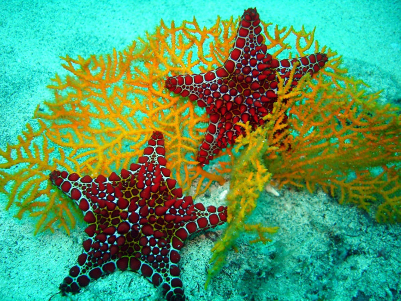 maroon starfish, white spots, bright orange coral, HD Desktop Wallpaper