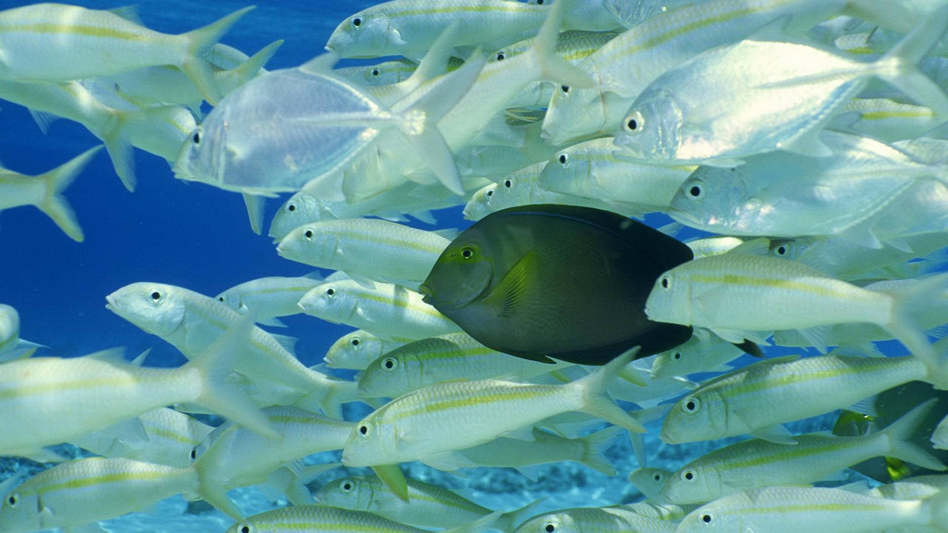 dark tang fish, silver fusiliers, clear blue tropical waters, Full HD Desktop Wallpaper
