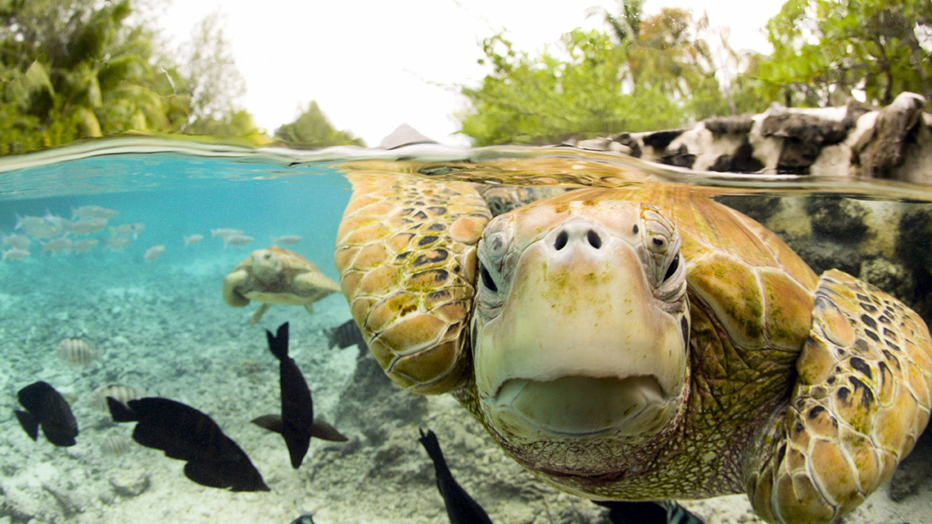 Aquatic, green sea turtle, tropical fish, Full HD Desktop Wallpaper
