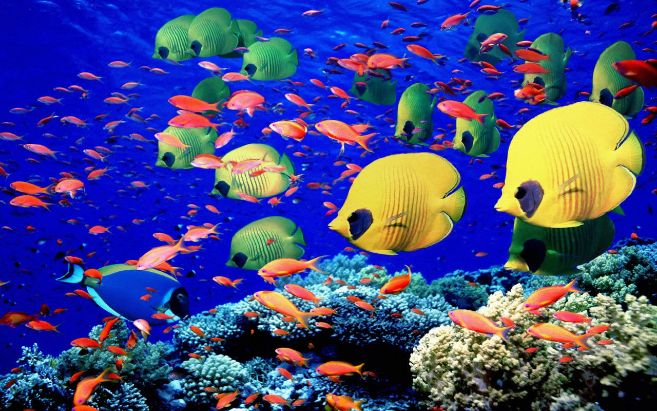 butterflyfish, coral reefs, orange fish, HD Desktop Wallpaper