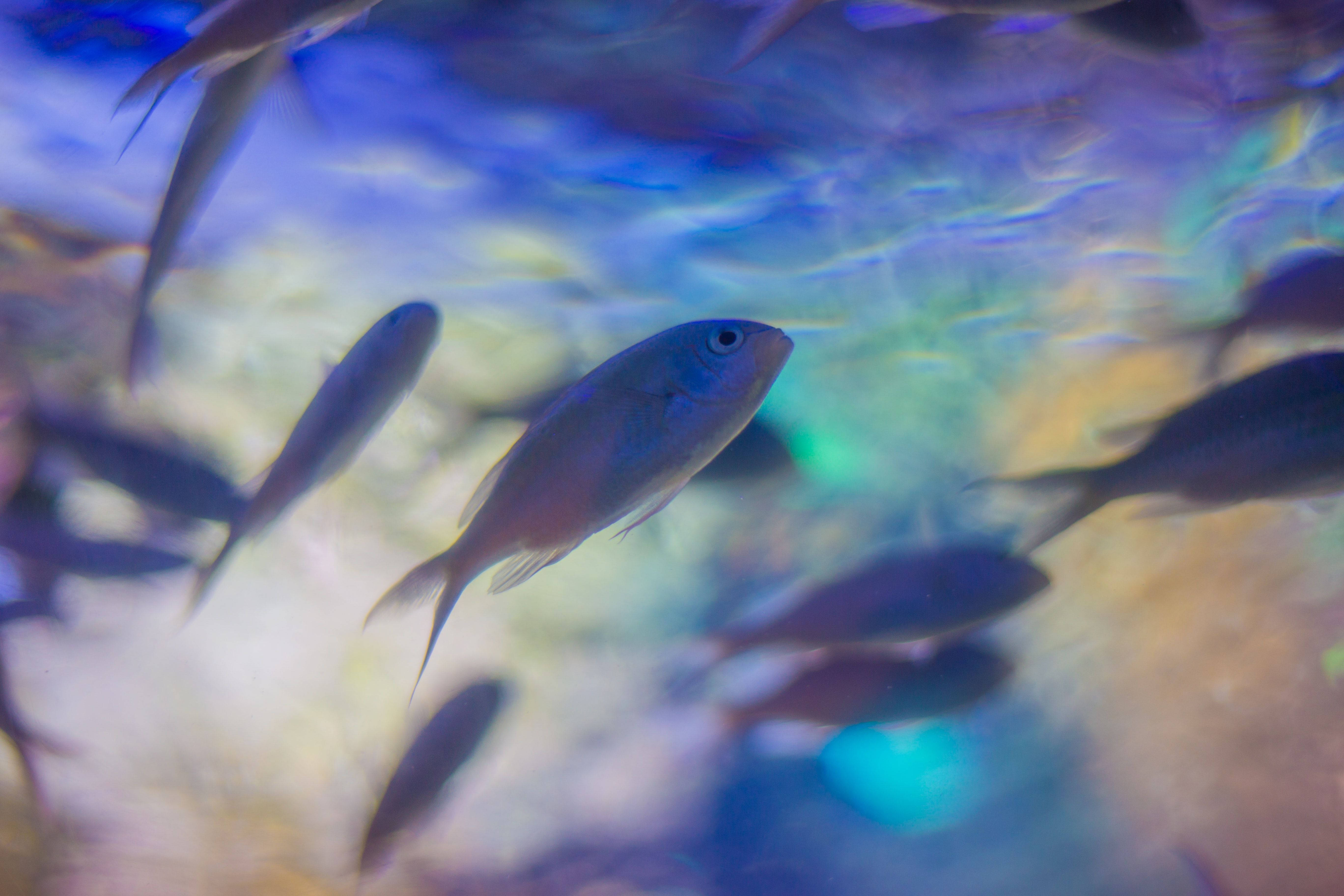 Aquatic, fish, rainbow waters, 5K Desktop Wallpaper
