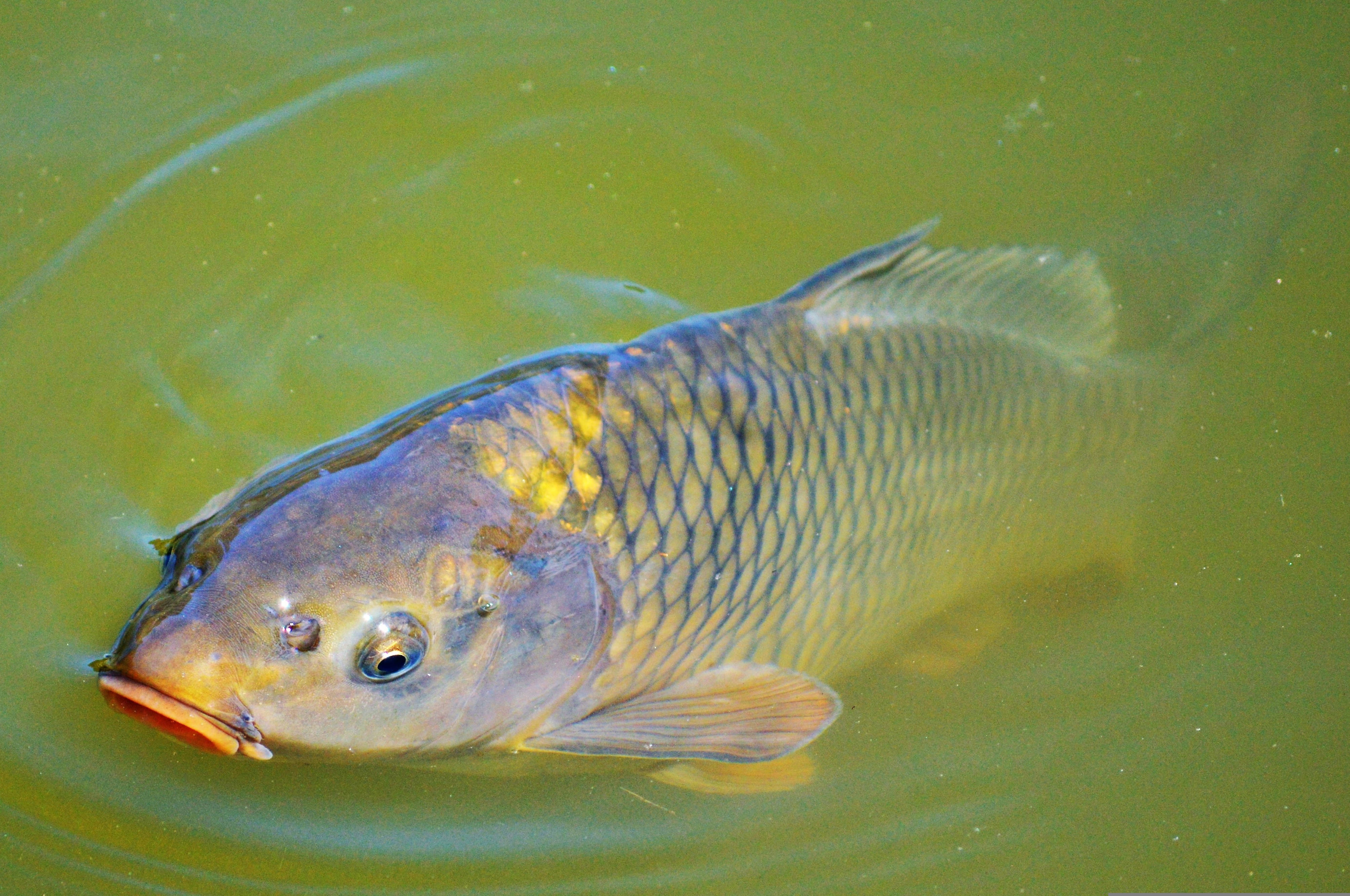 carp, golden scales, orange mouth, 4K Desktop Wallpaper