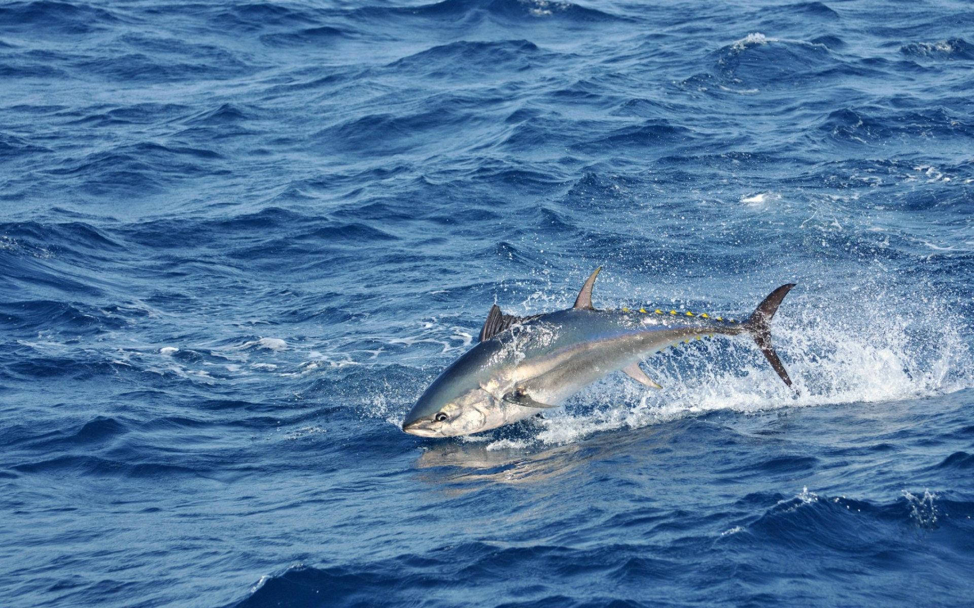 yellowfin tuna, deep blue ocean waves, splash, Full HD Desktop Wallpaper