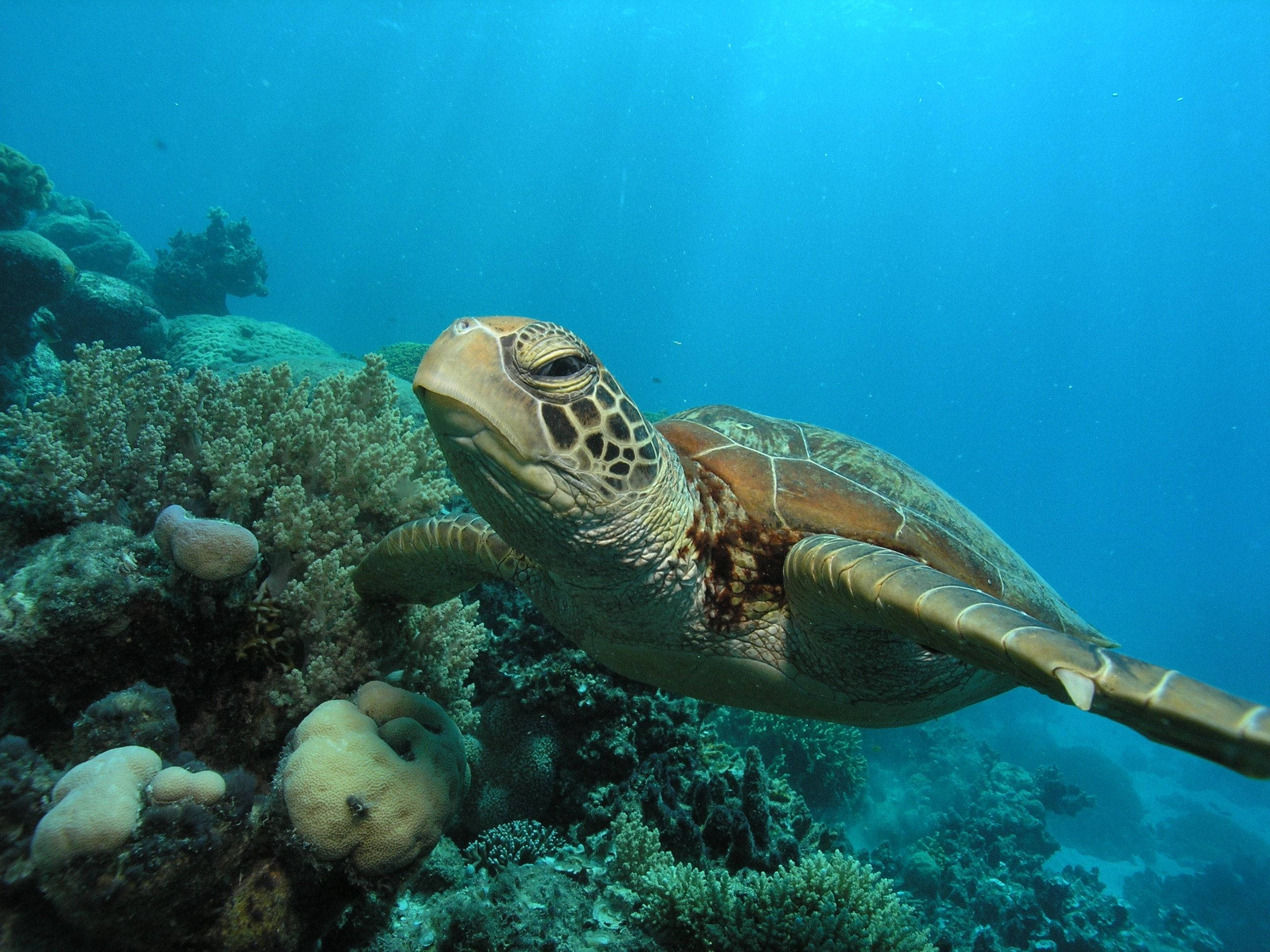 aquatic, sea turtle, coral formations, 2K Desktop Wallpaper