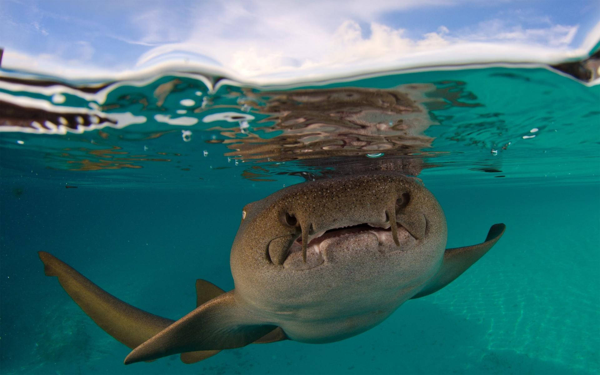 nurse shark, turquoise ocean water, surface, Full HD Desktop Wallpaper