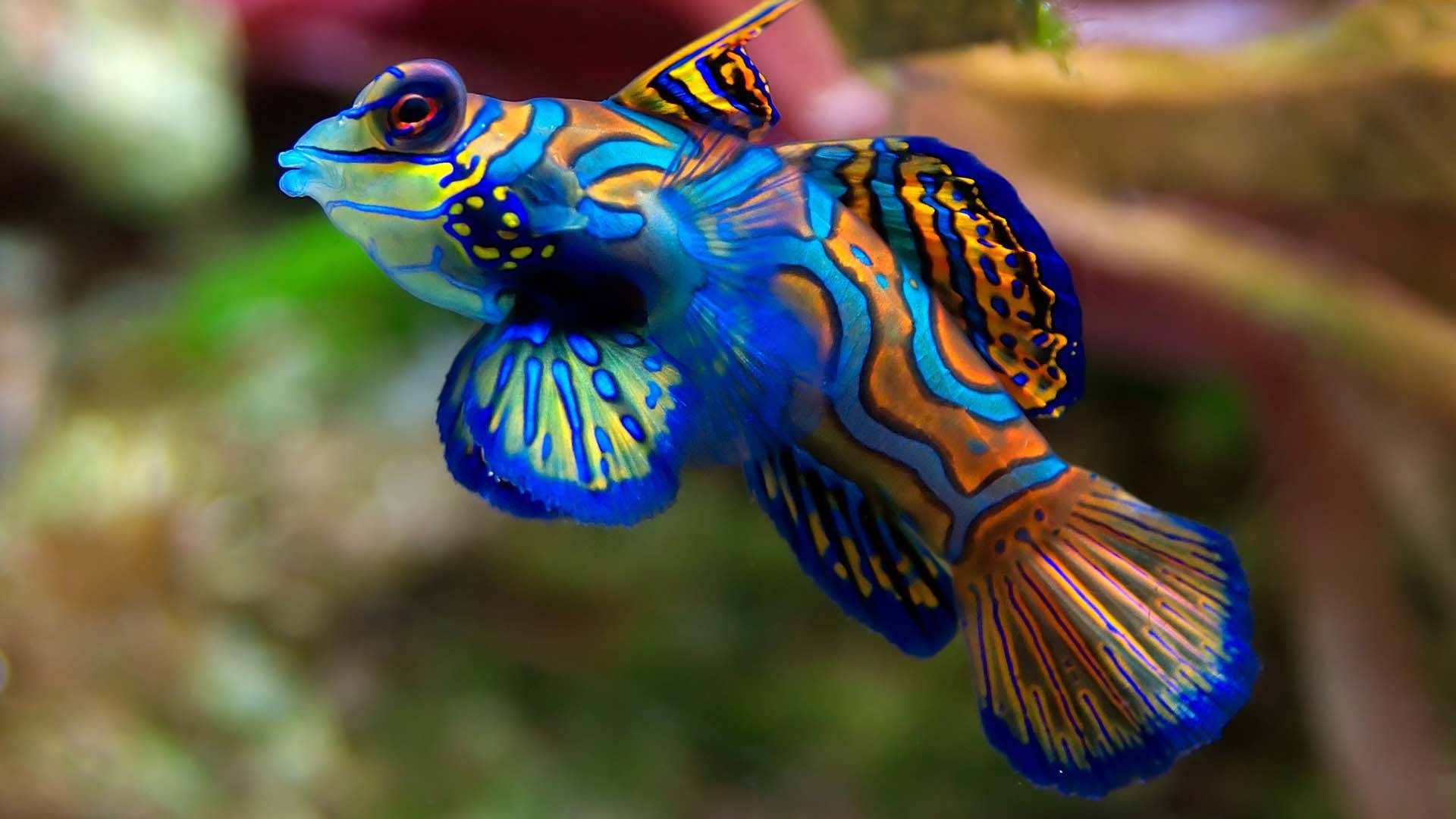 mandarinfish, coral reef, electric blue, Full HD Desktop Wallpaper