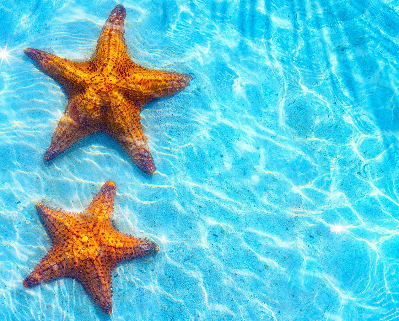 brown starfish, blue ocean, sandy ocean floor, SD Desktop Wallpaper