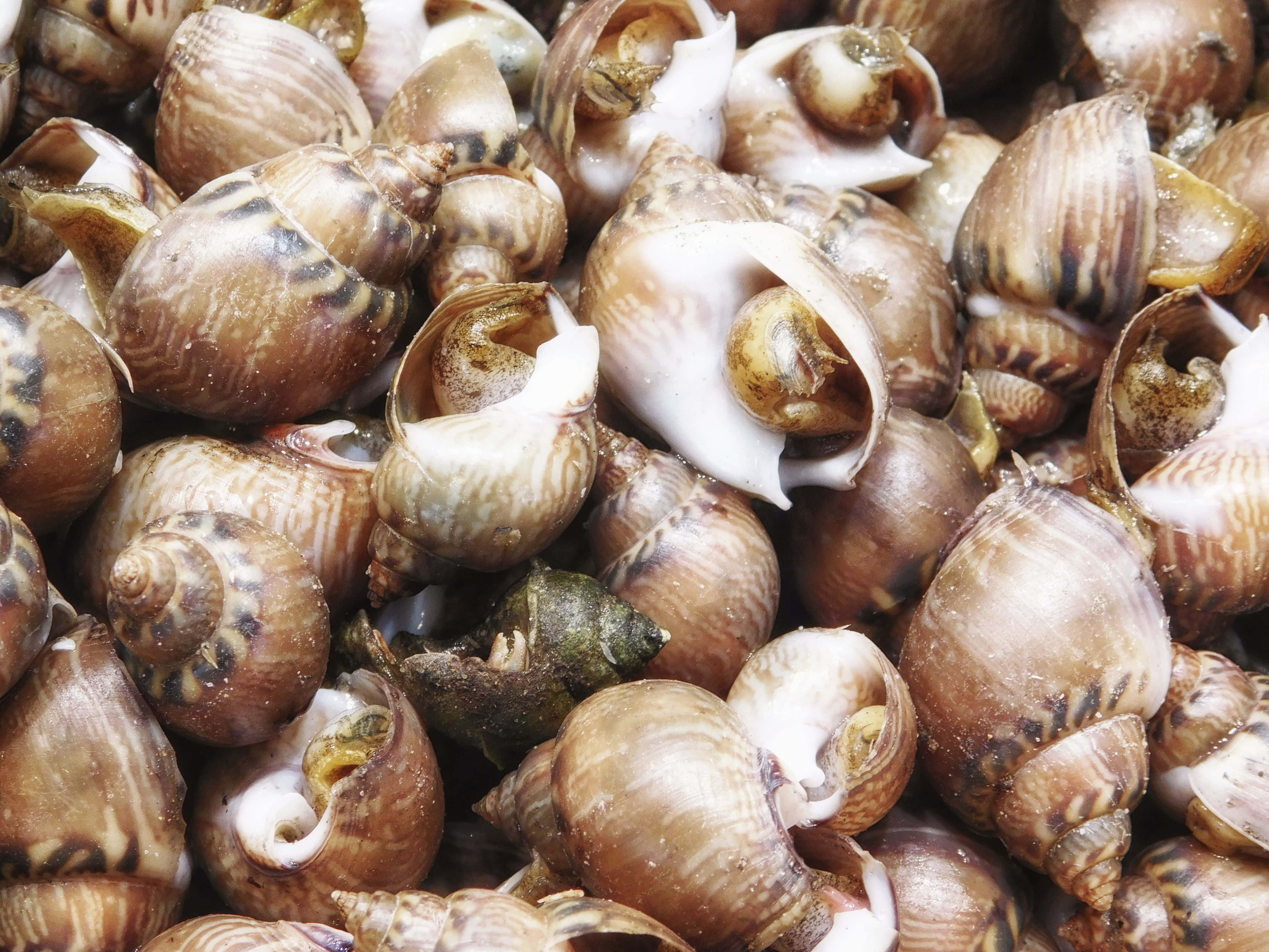 sea snails, brown and beige snail shells, spiral patterns, 4K Desktop Wallpaper