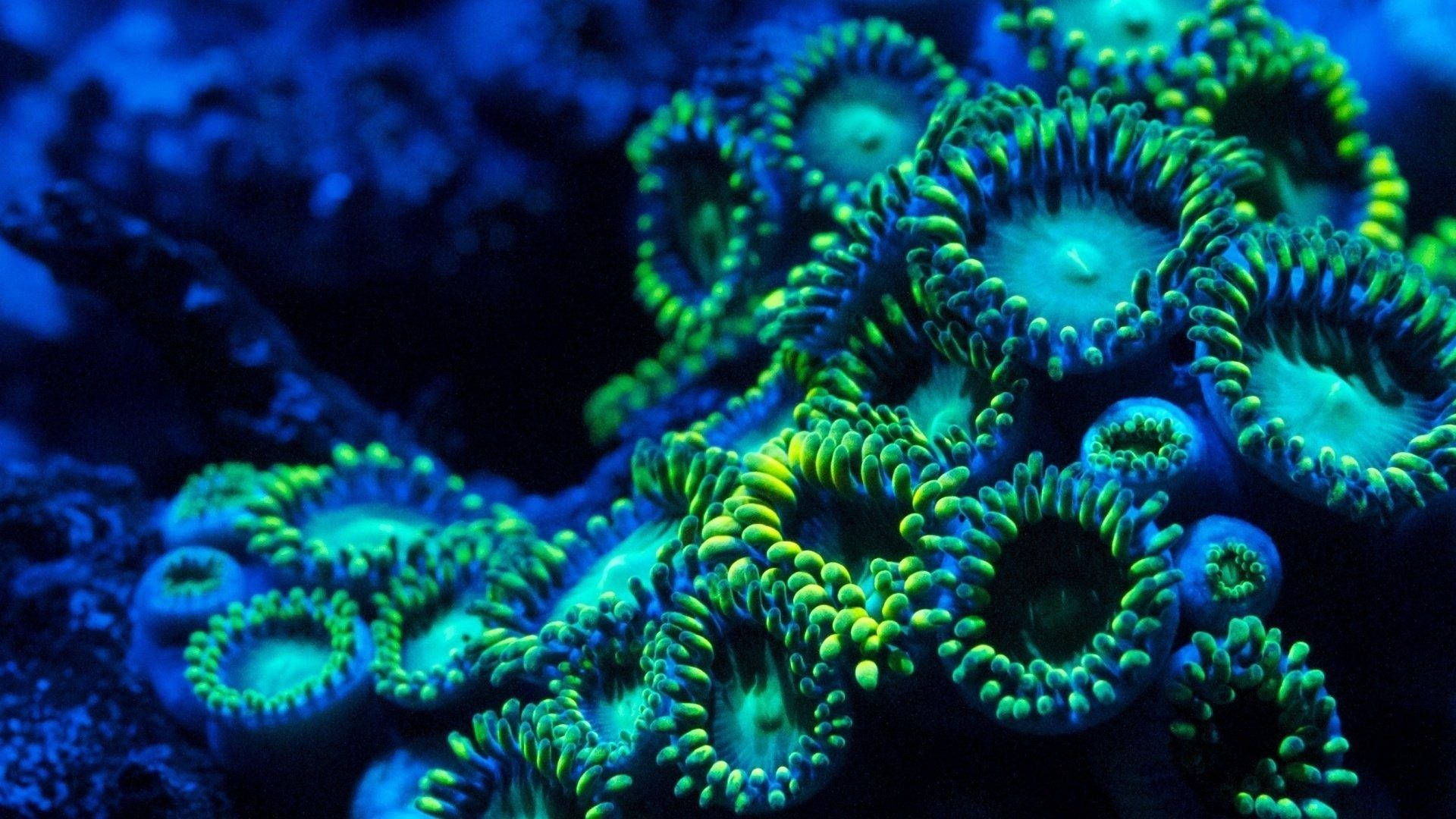 Aquatic, sea coral, neon green, Full HD Desktop Wallpaper