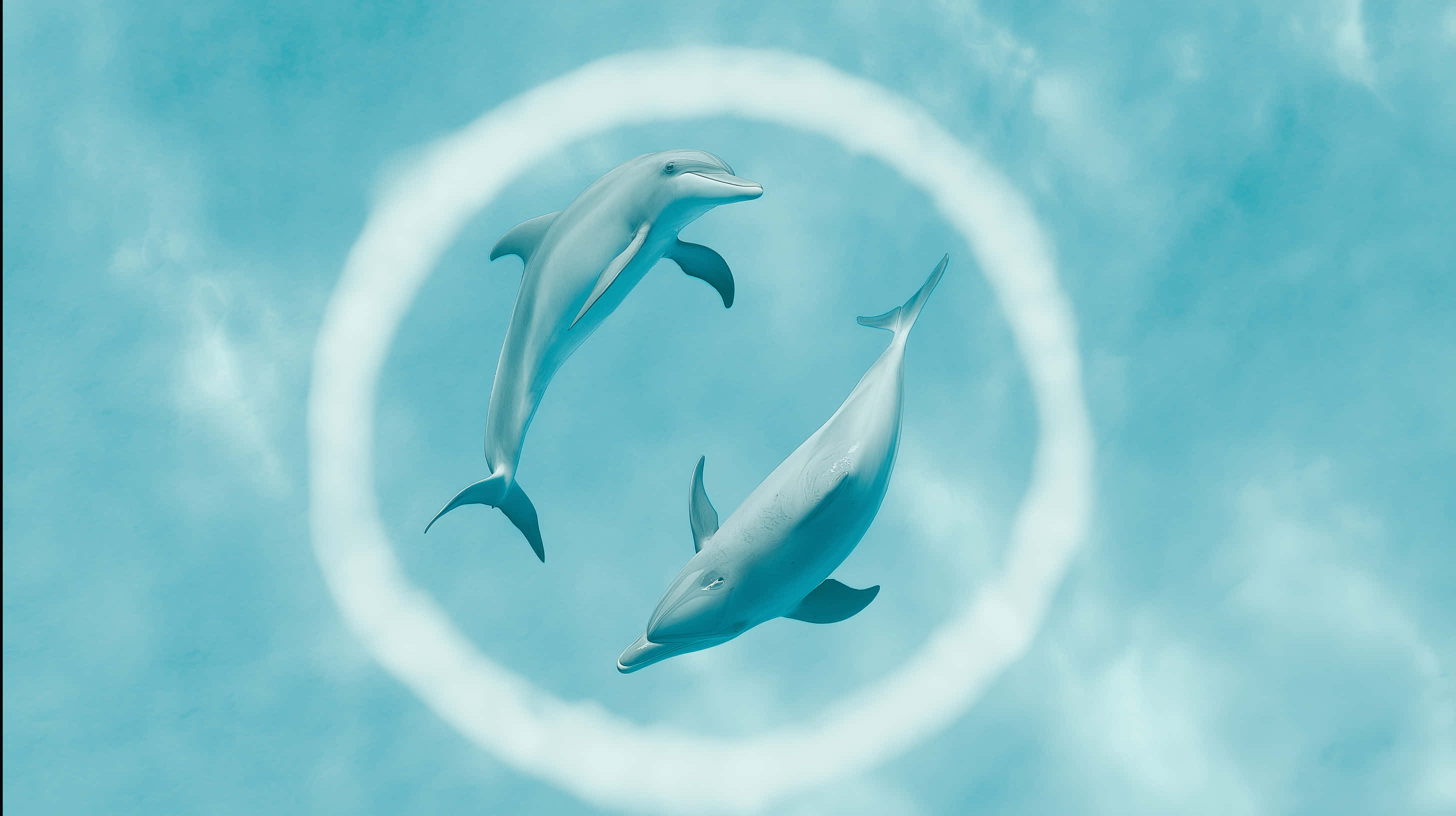 dolphins, clear blue water, circular ripple, 2K Desktop Wallpaper