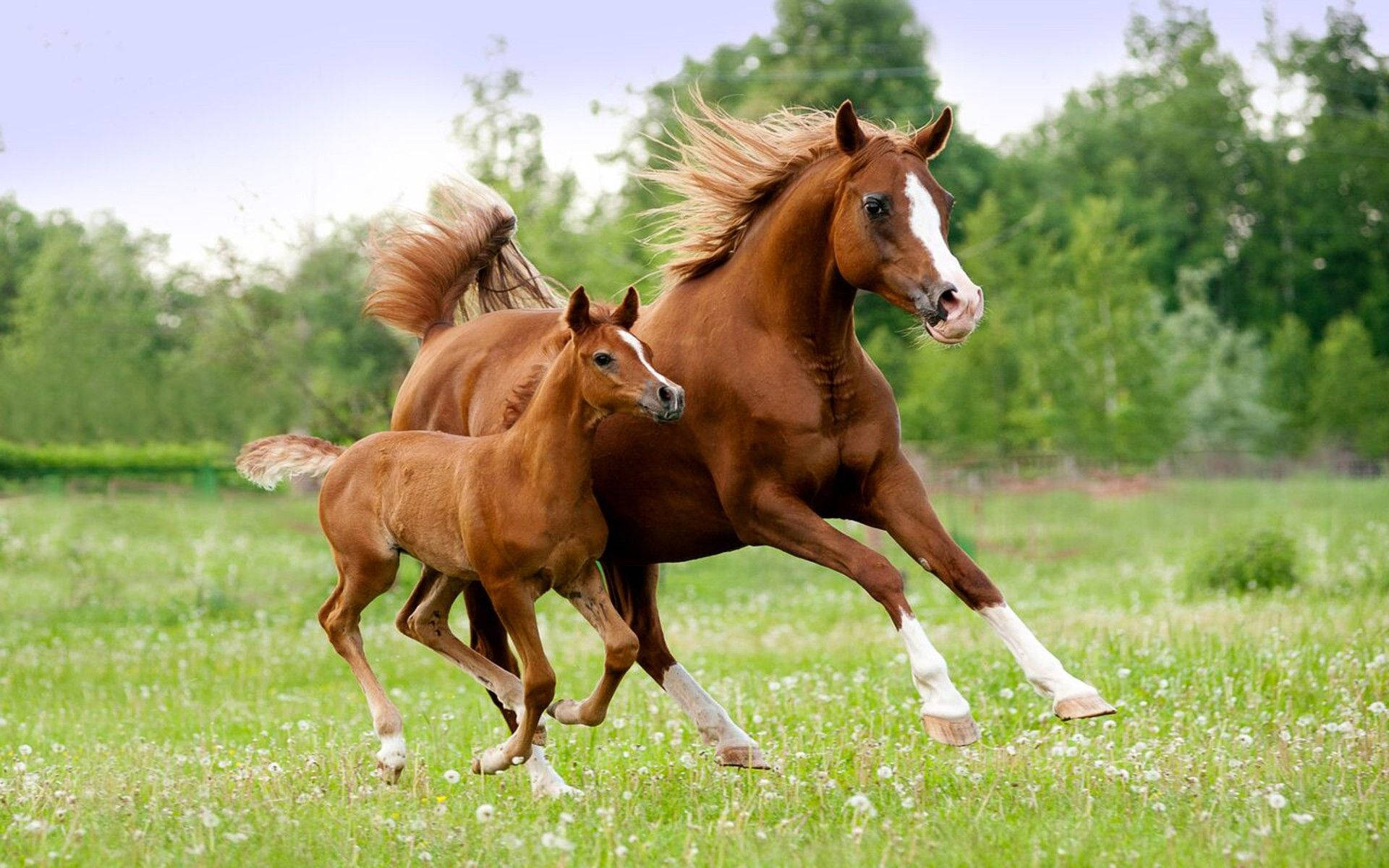 Arabian mare, foal, sunlit meadow, Full HD Desktop Wallpaper