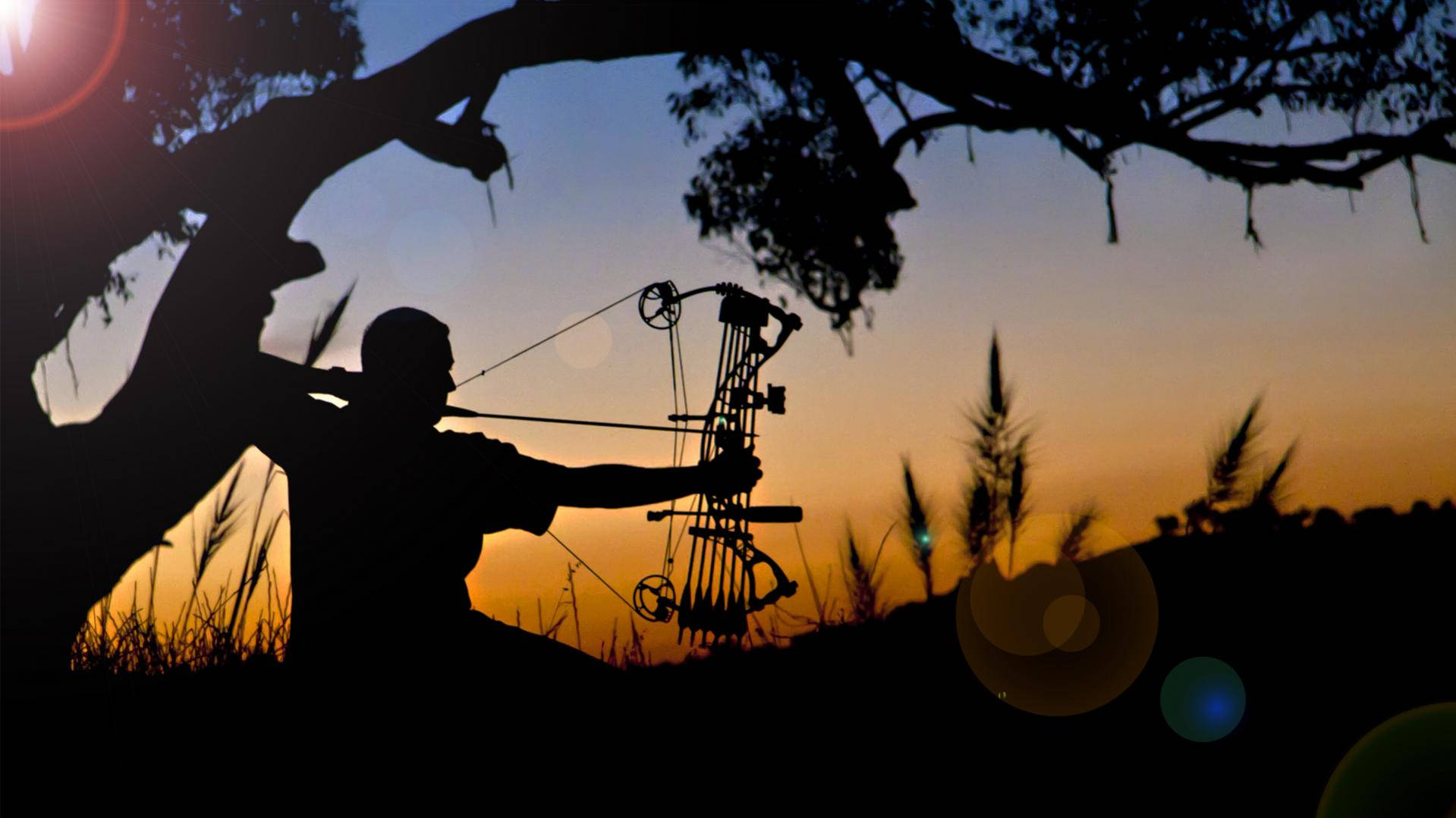 Archery, bowhunter, tree, HD Desktop Wallpaper