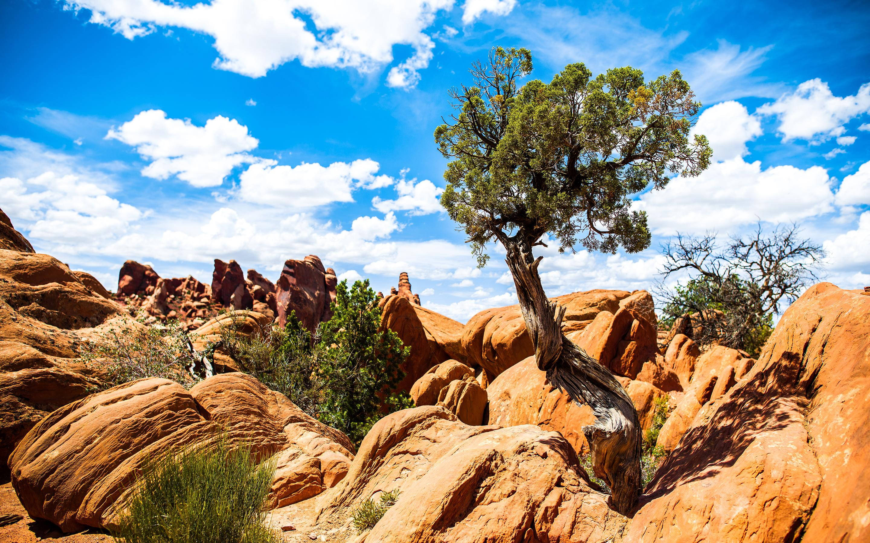 Arches National Park, gnarled tree, red rock formations, 2K Desktop Wallpaper