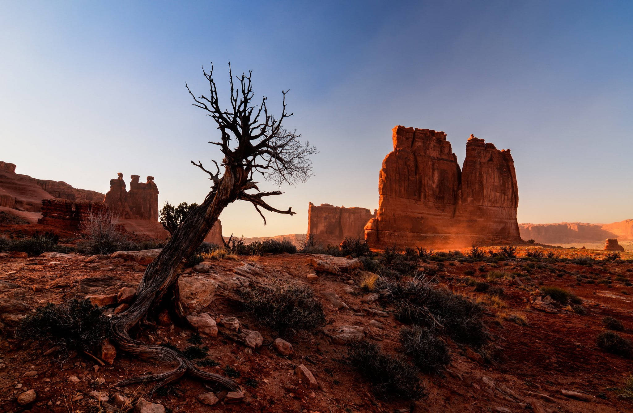 dried tree, Arches National Park, desert, Full HD Desktop Wallpaper