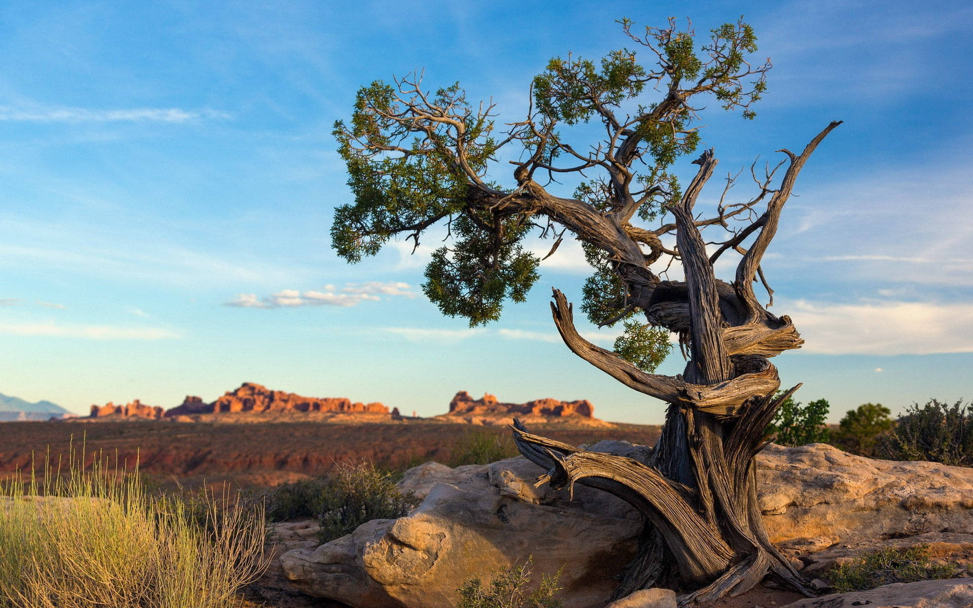 Ancient Tree, Arches National Park, red rock formations, Full HD Desktop Wallpaper