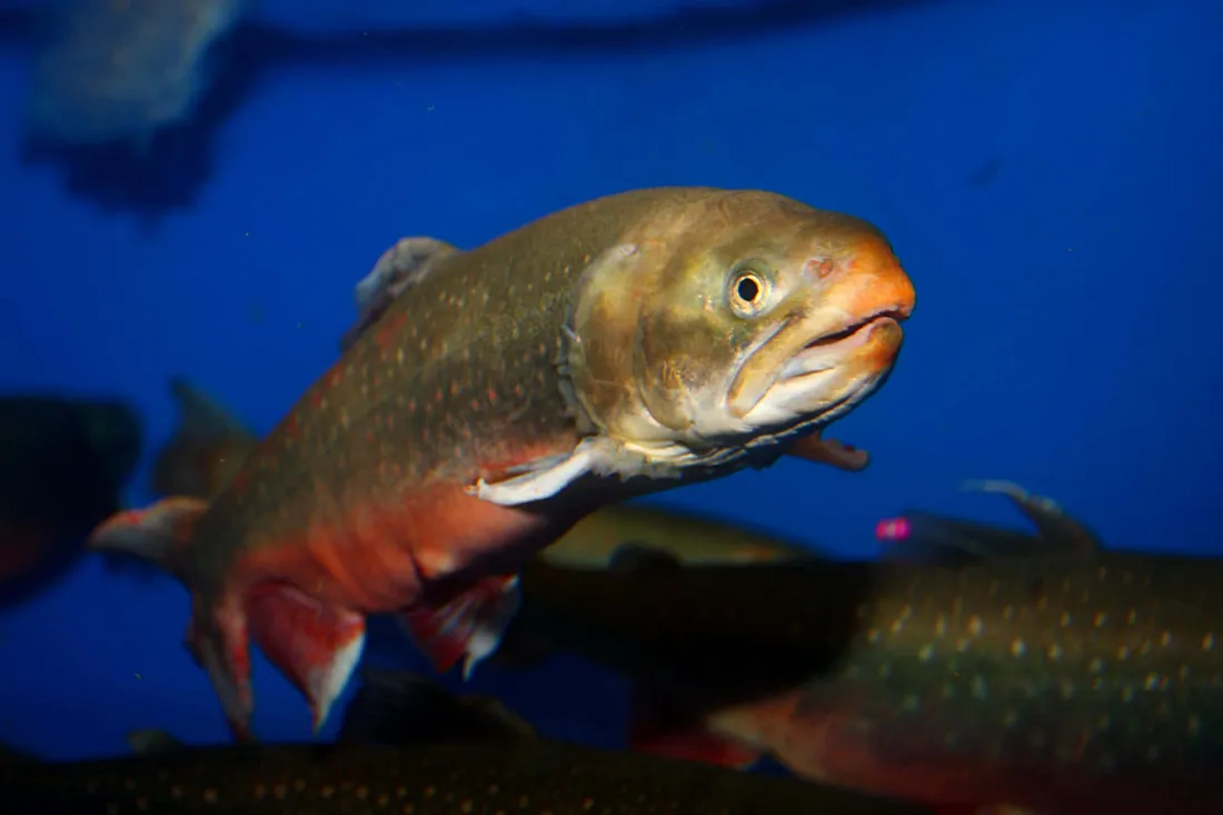 Arctic Char