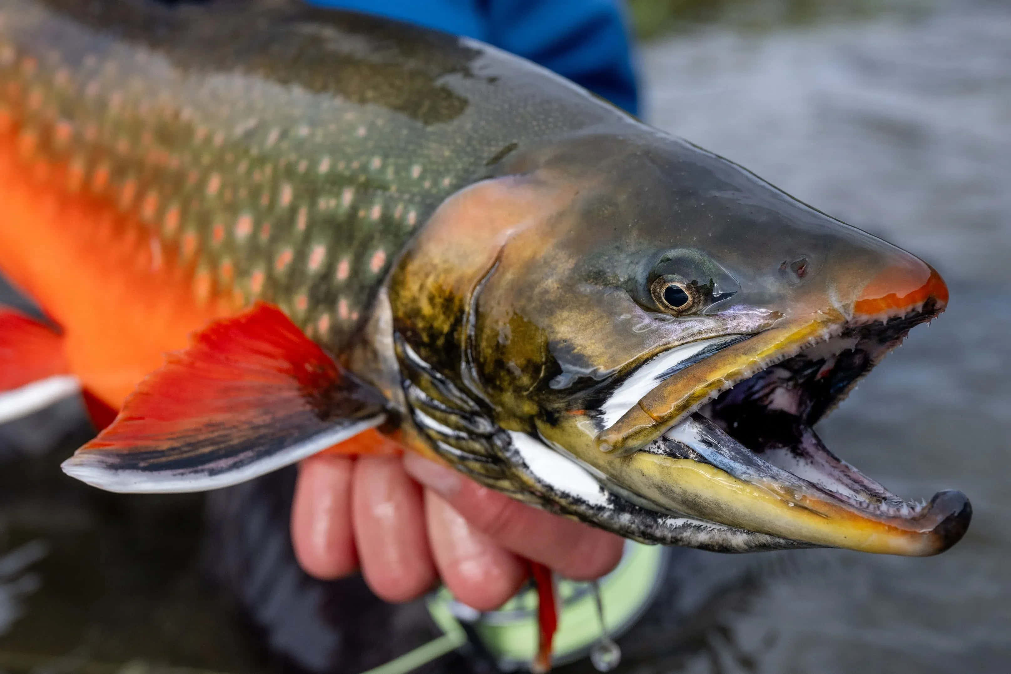 Arctic Char, orange-red fins, spotted green body, 2K Desktop Wallpaper