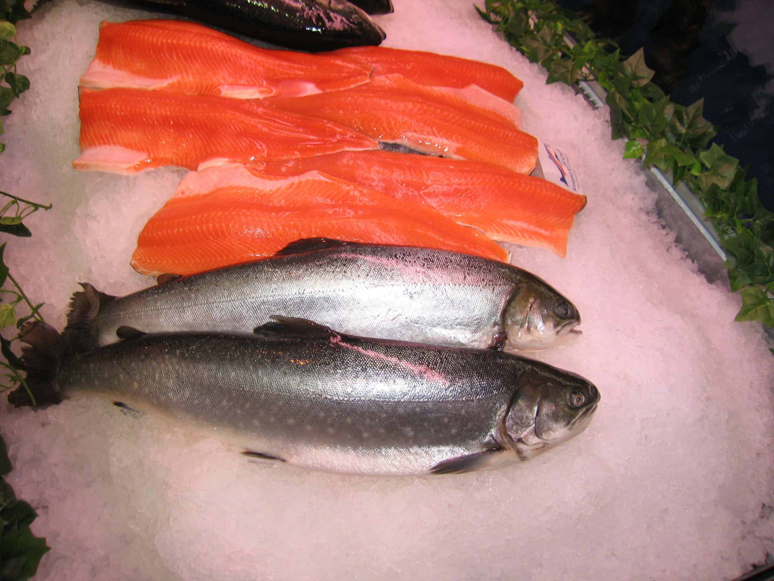 Arctic Char, fillets, crushed ice, 2K Desktop Wallpaper
