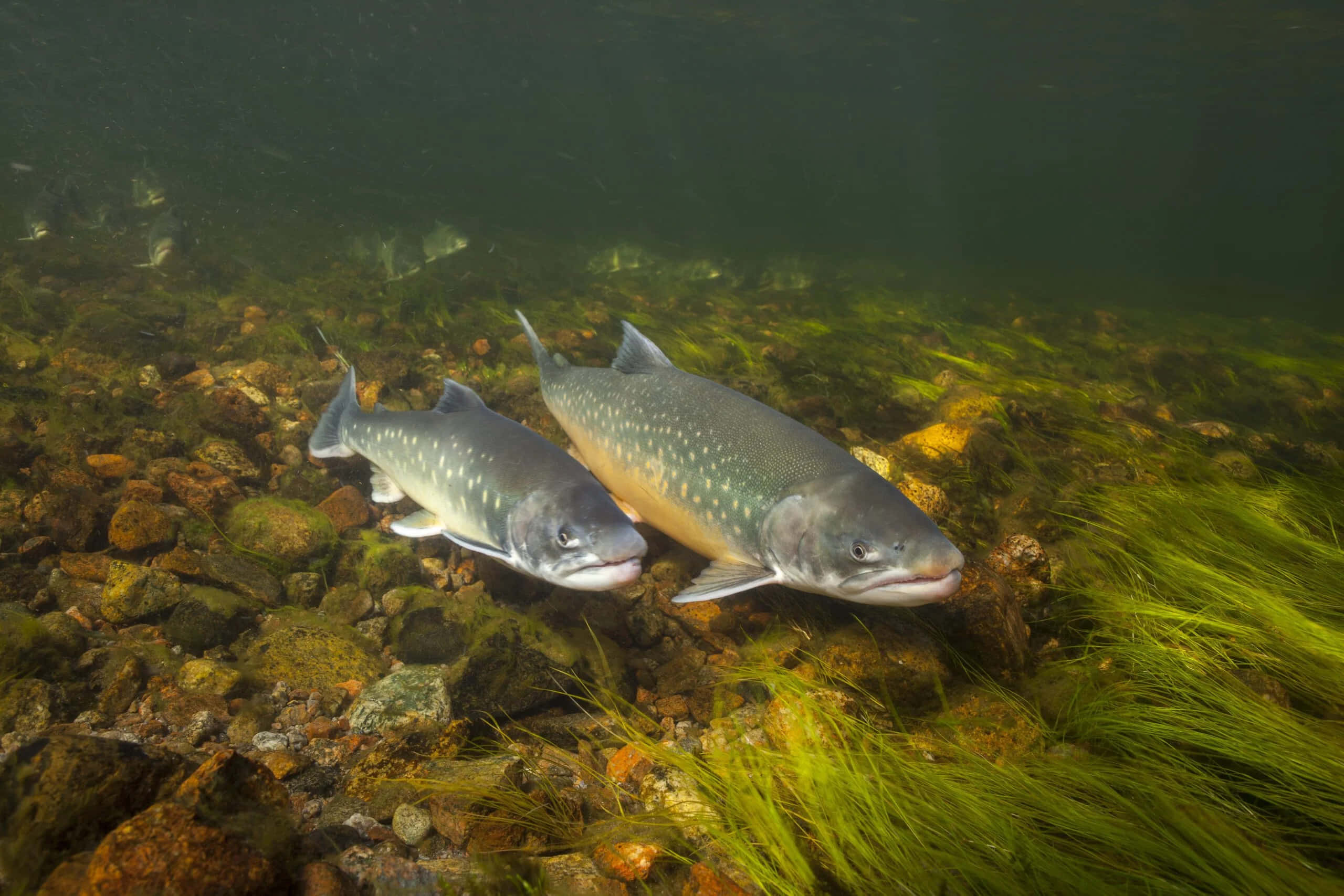 Arctic Char, underwater scene, clear water, 2K Desktop Wallpaper