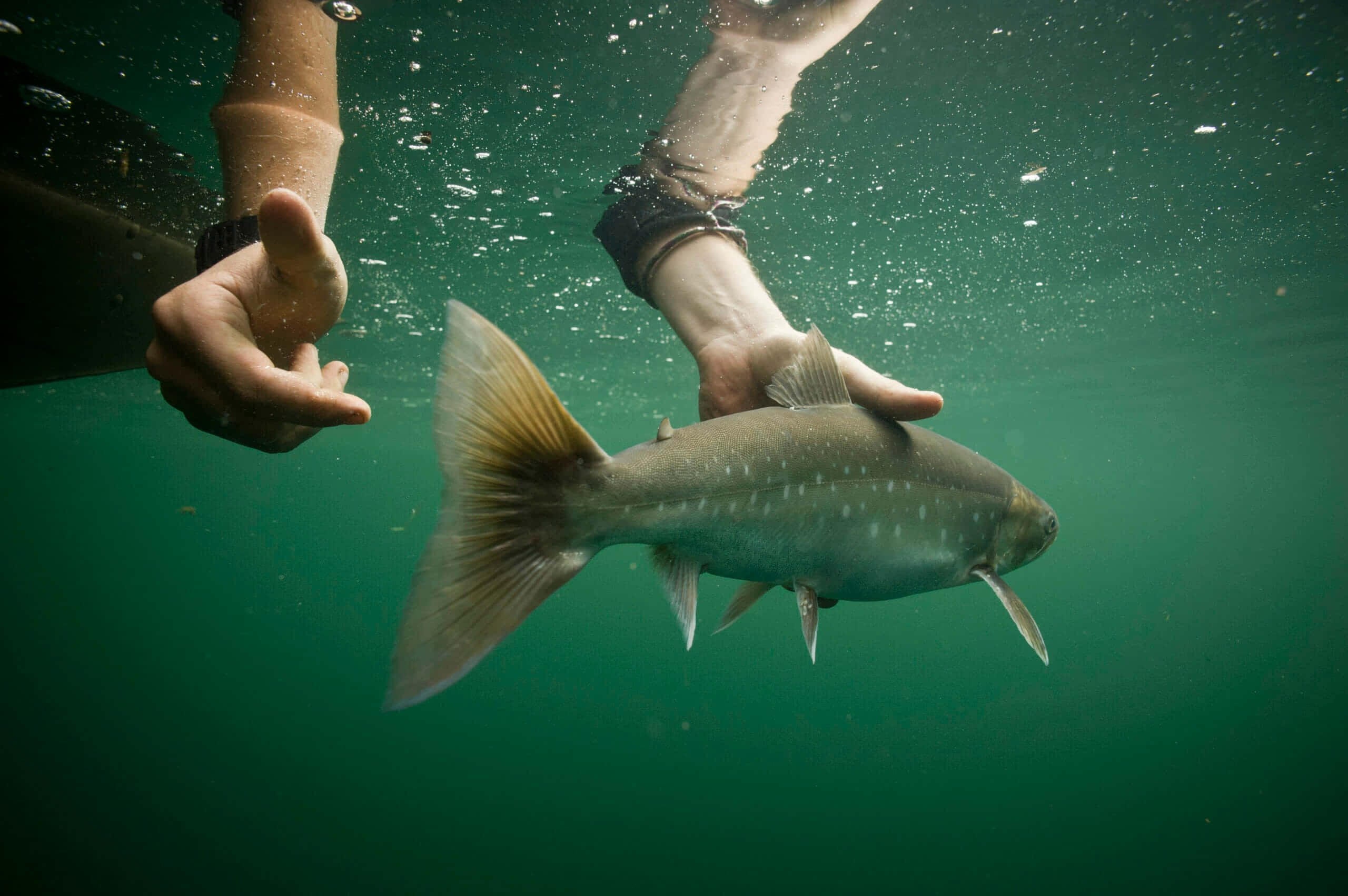 Arctic Char, underwater, two hands, 2K Desktop Wallpaper