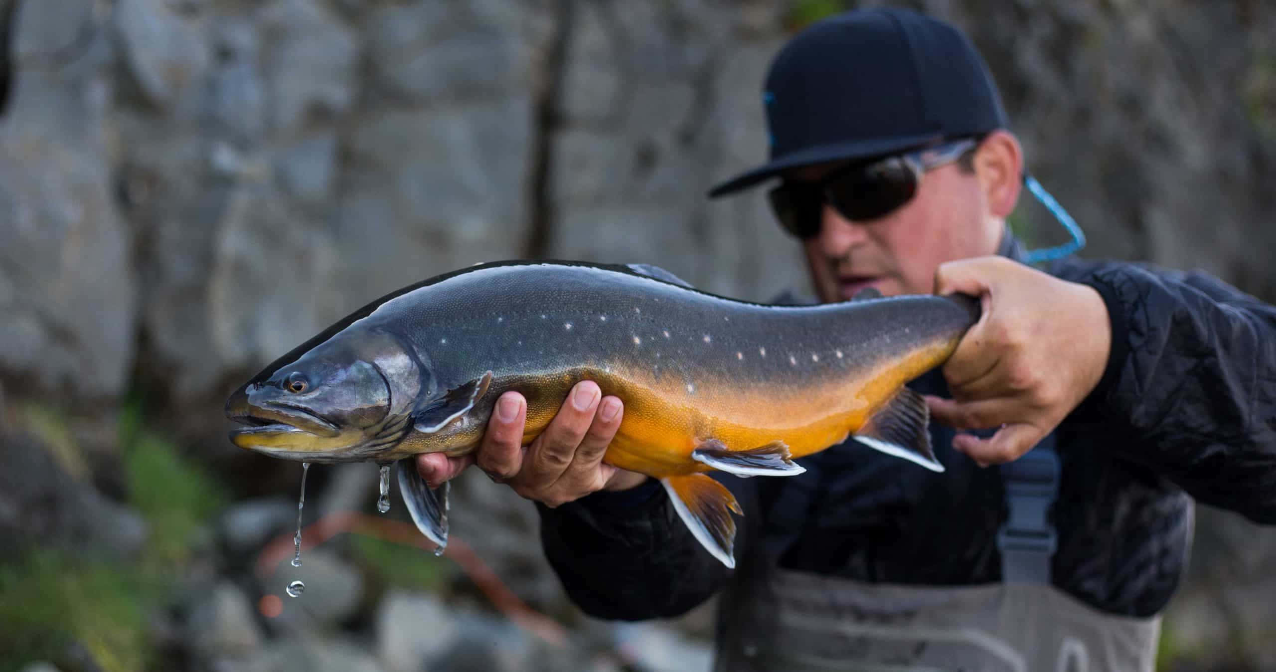 Arctic Char, black cap, sunglasses, 2K Desktop Wallpaper